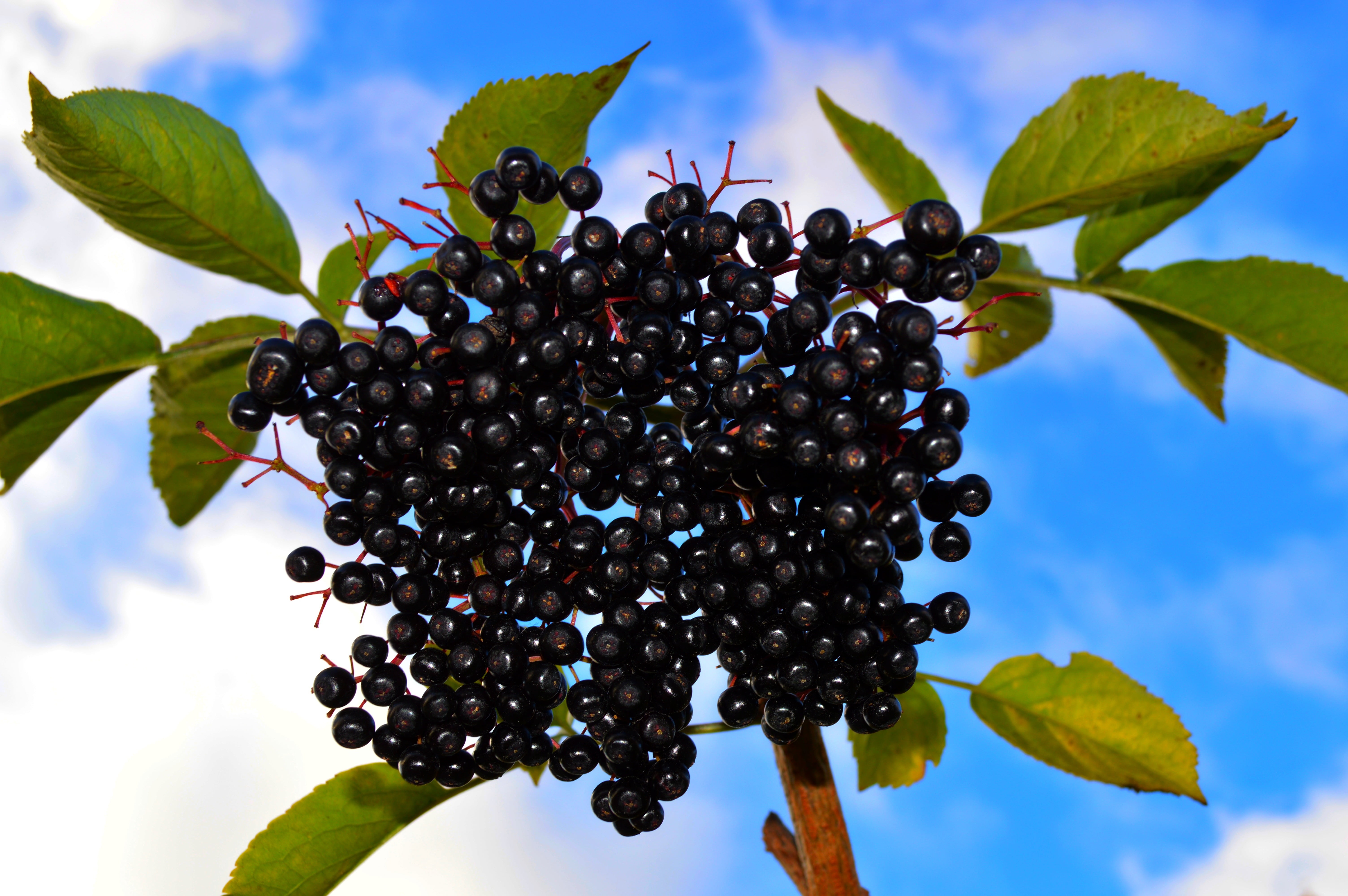 winemaking, red, autumn, black, outdoors, branch, berry Fruit, no people, day, summer, aronia, agriculture, 5K, bush, low angle view, close-up, sky, berry, HD Wallpaper