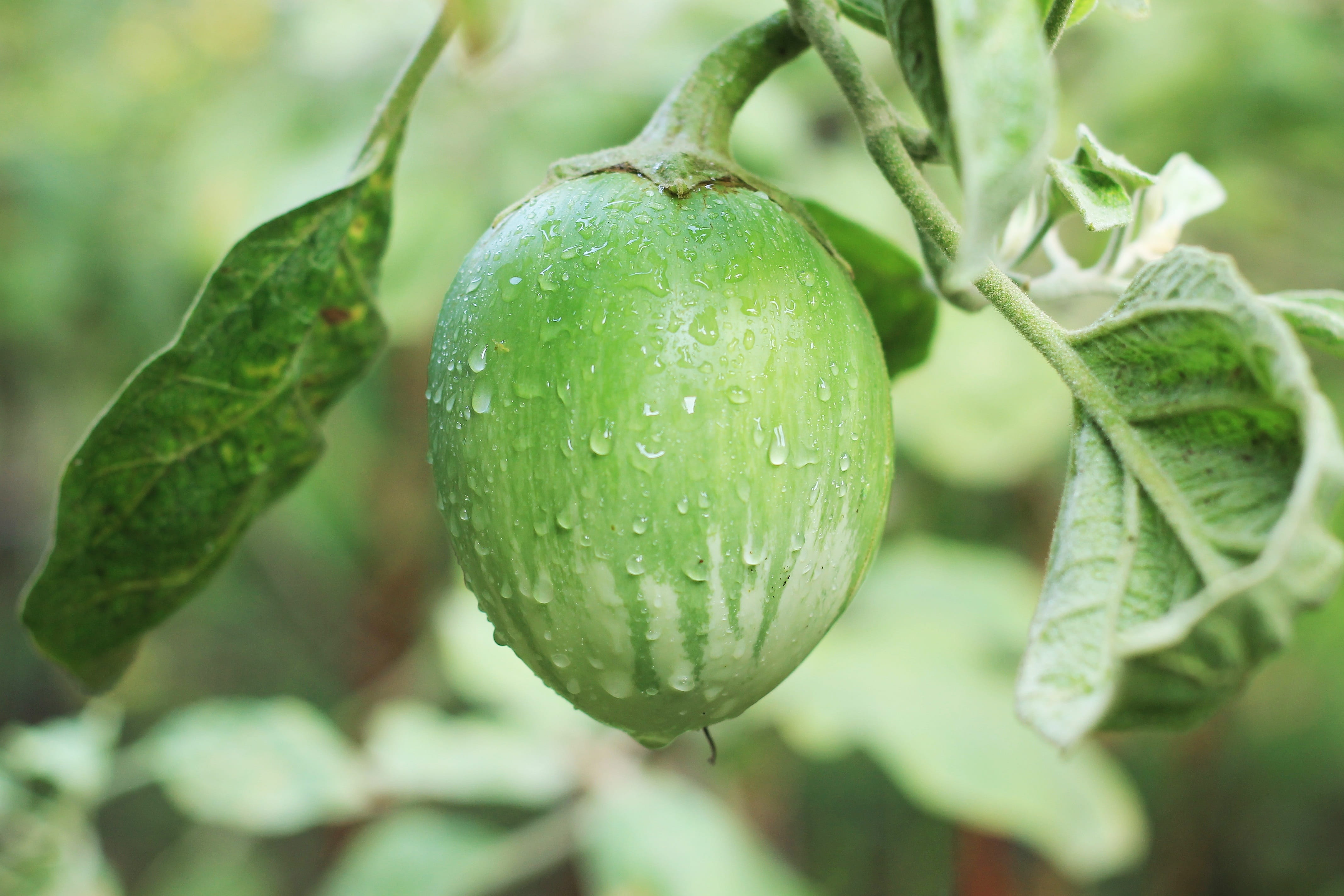 Asia, wet, exotic, outdoors, food, vegetable Garden, squash, rain, eggplant, food to eat, construction, water, beauty in nature, fresh, Agriculture, no people, HD Wallpaper
