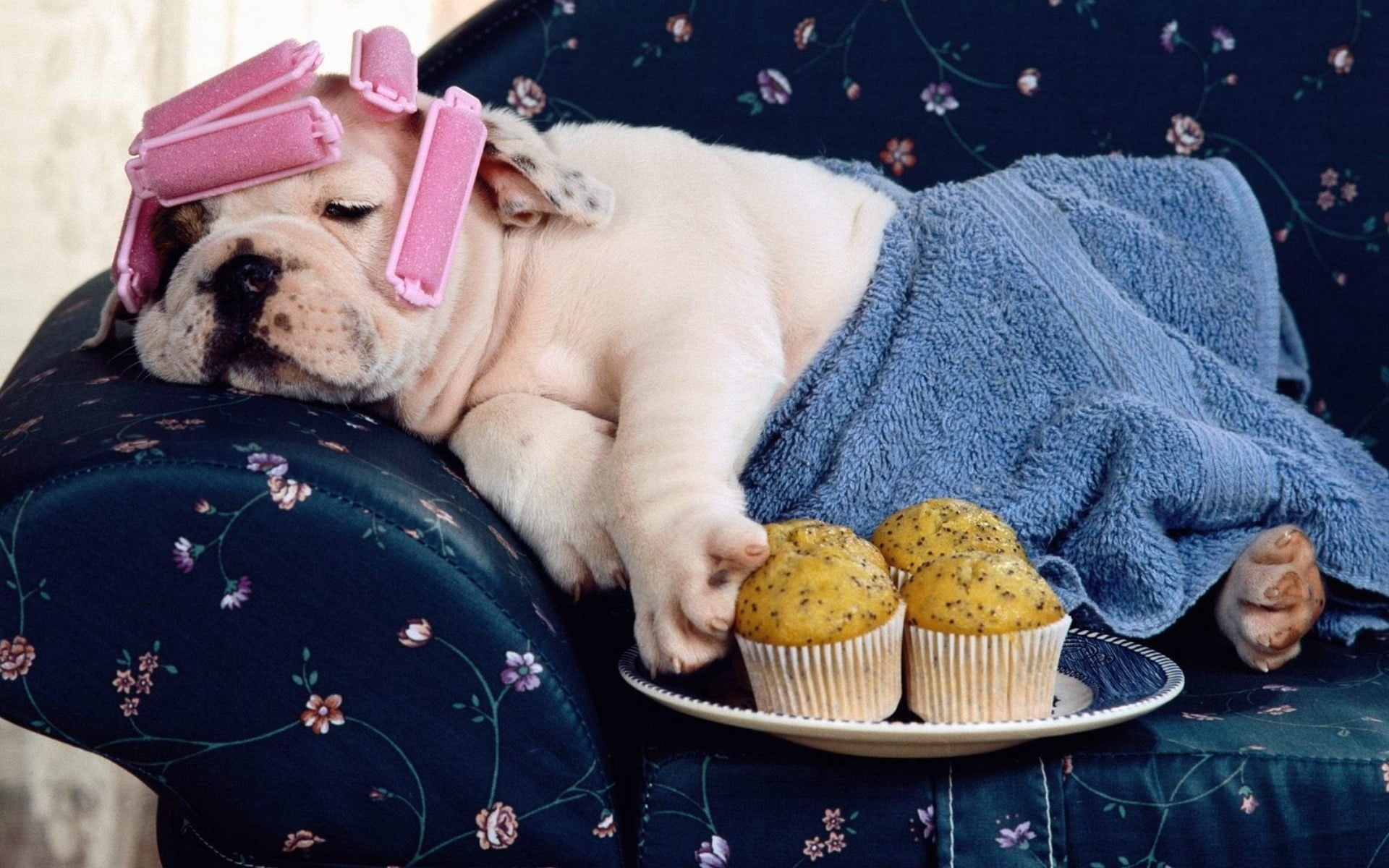 small, young Animal, sleeping, humor, fun, sweet food, white, bed, puppy, canine, vertebrate, close-up, mammal, 1080P, cake, one Animal, indoors, furniture, HD Wallpaper