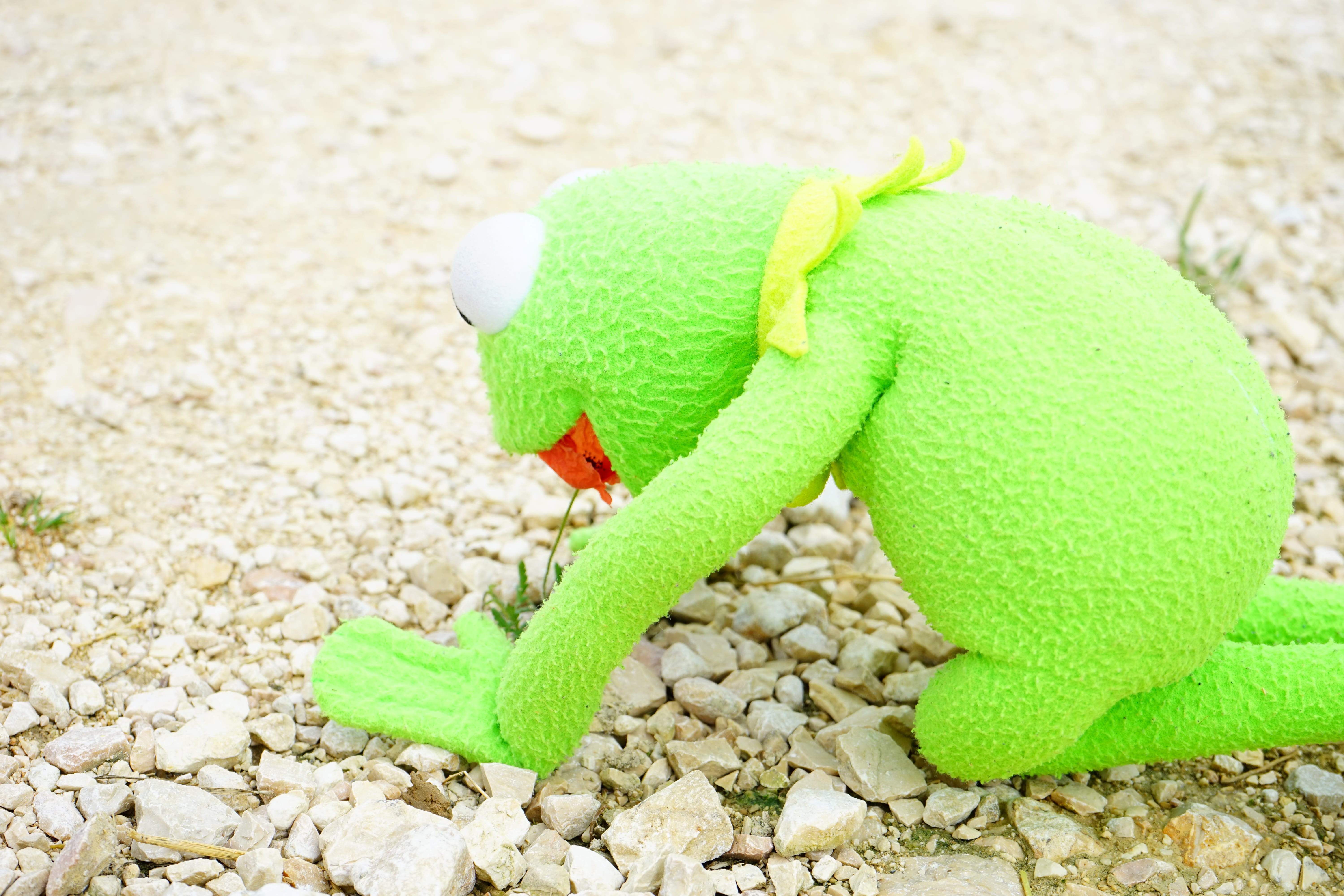 search, green, reptile, representation, munch, hungry, childhood, pebble, nibble, Frog, green color, close-up, Kermit, joy, Hunger, sand, day, focus on foreground, HD Wallpaper