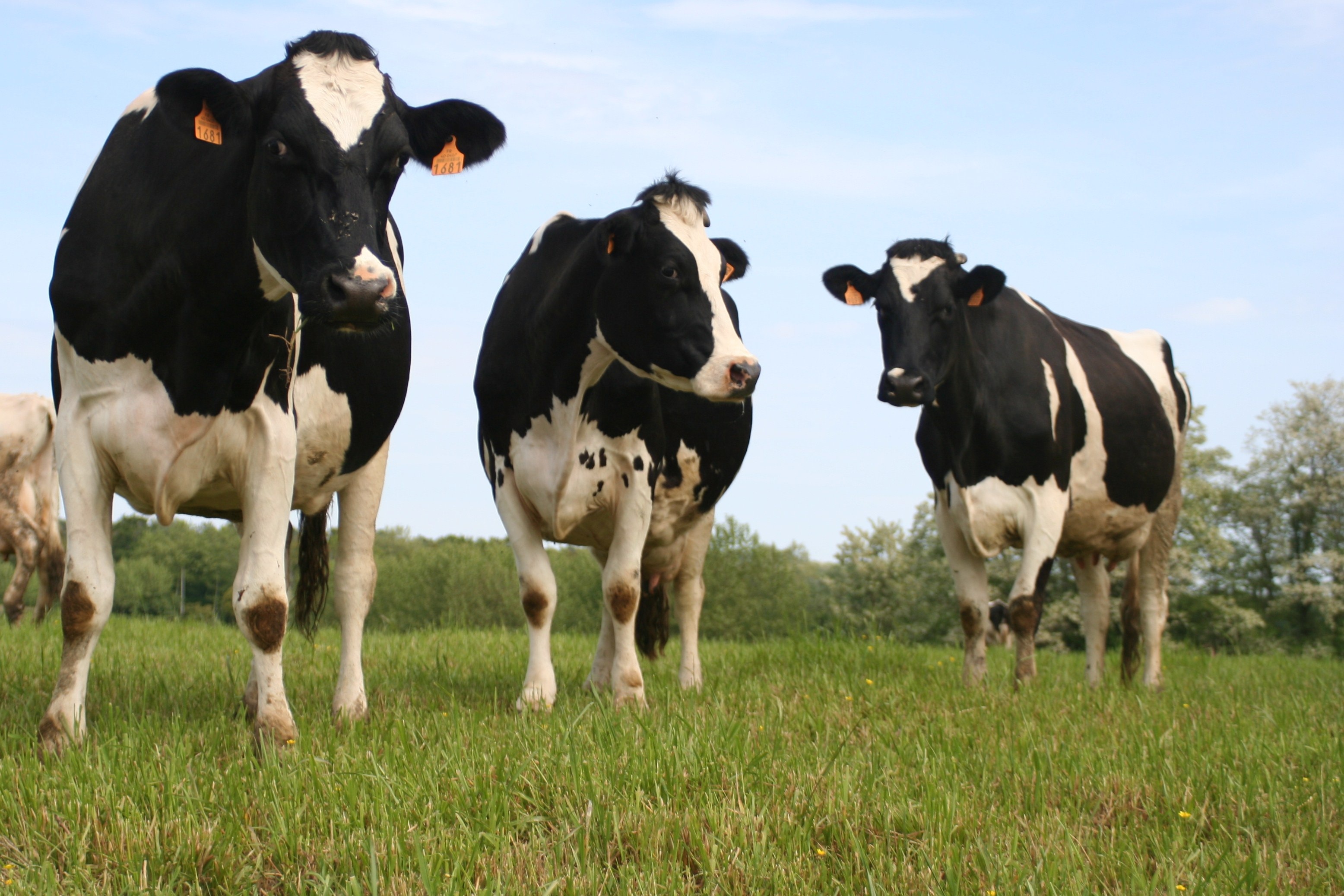 land, domestic animals, vertebrate, livestock, no people, cattle, three, herbivorous, grass, browse, pets, environment, animal themes, landscape, herd, HD Wallpaper