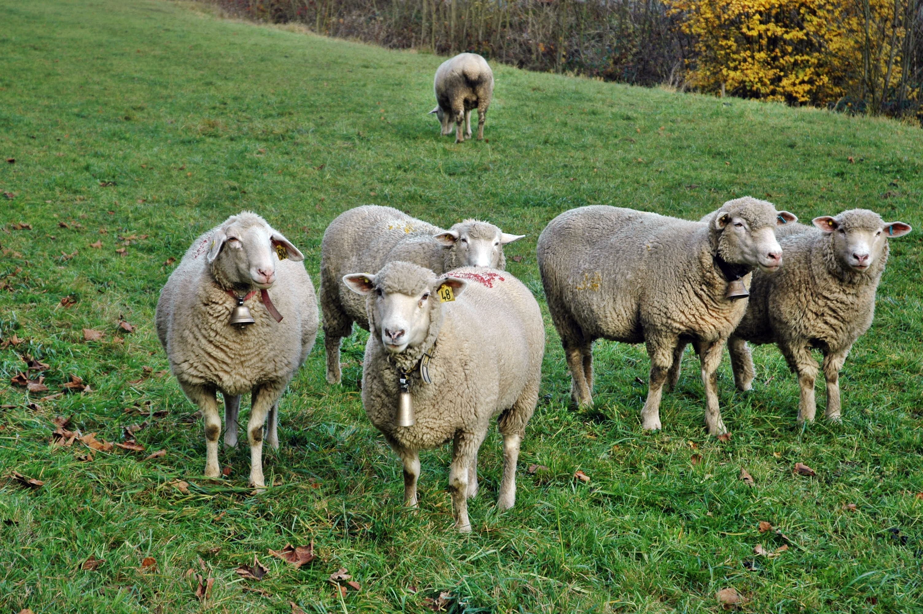 domestic animals, outdoors, land, plant, no people, lamb, domestic, field, pets, herd, nature, agriculture, vertebrate, green color, animal, grass, flock of sheep, HD Wallpaper