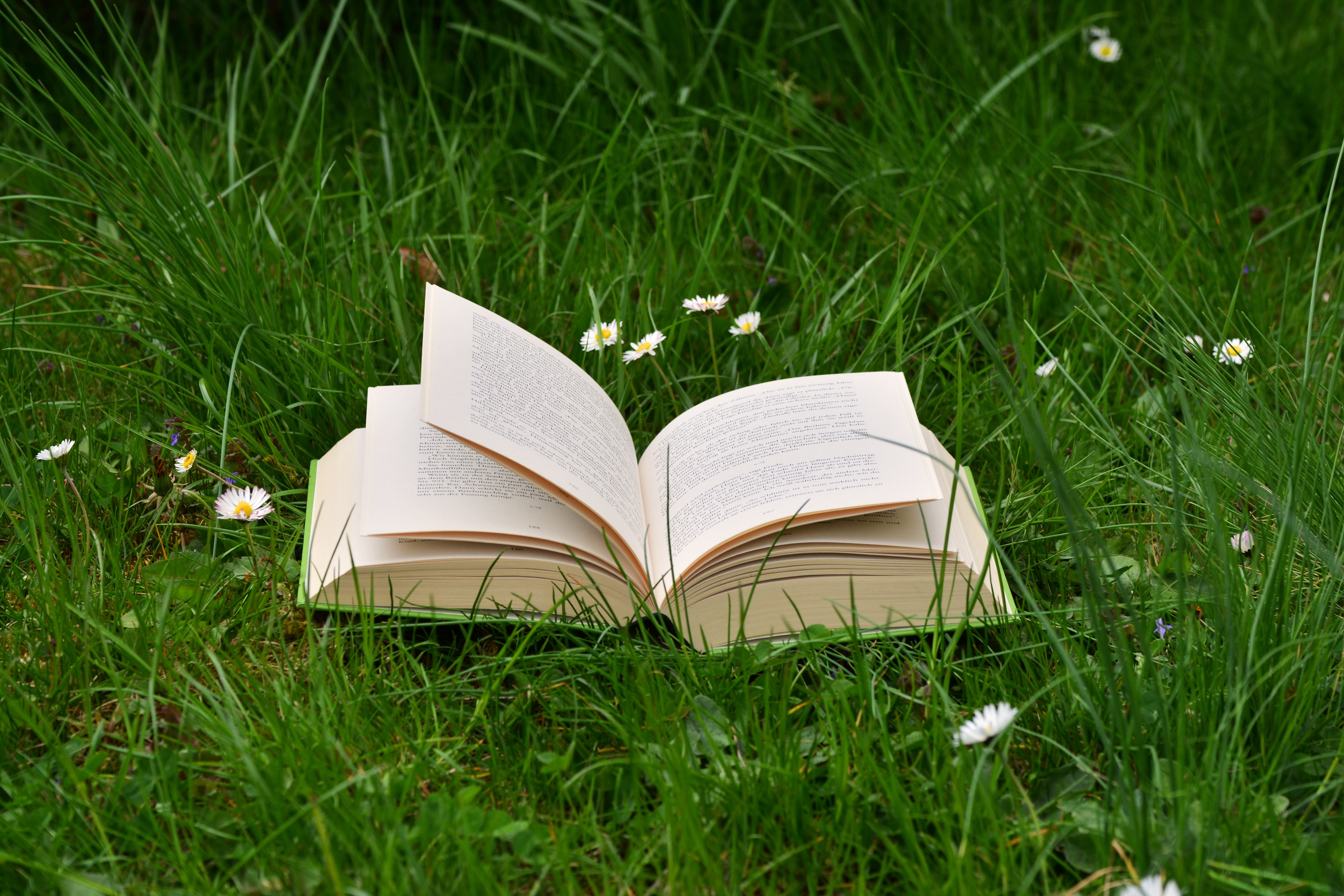 meadow, education, selective focus, green, nature, field, page, growth, publication, browse, read relax, day, daisy, close-up, creativity, high angle view, HD Wallpaper