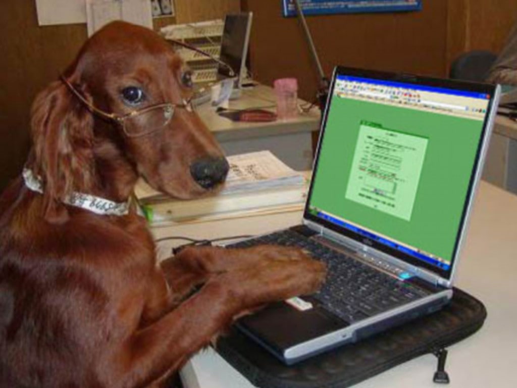 art, browsing, dogs, 480P, dog, officer, IT officer, animals, educated, hd, HD Wallpaper