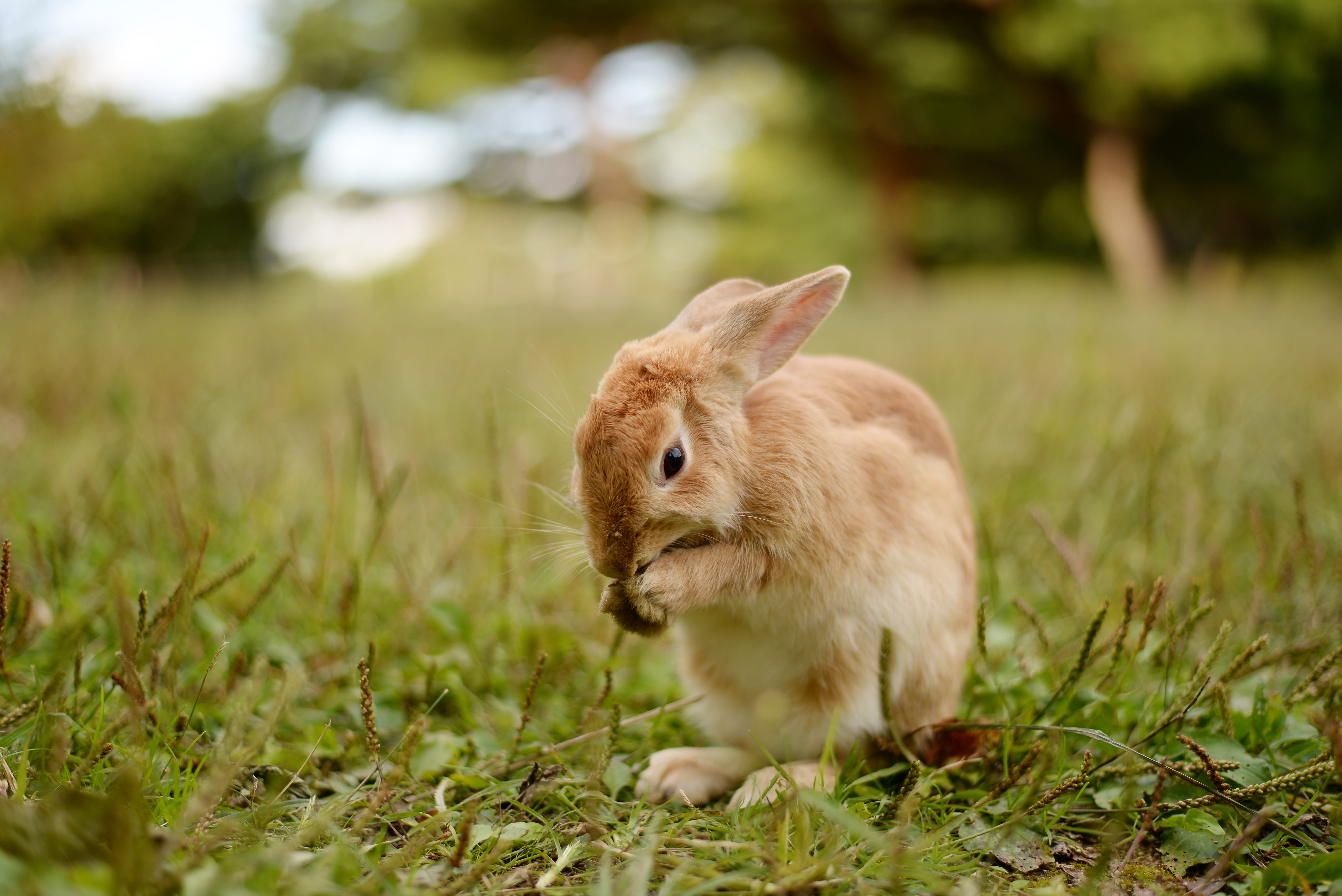 rodents, domestic animals, animals in the wild, nature, whisker, one animal, grass, field, herbivorous, plant, rodent, eco-friendly, animal, 5K, mammals, HD Wallpaper