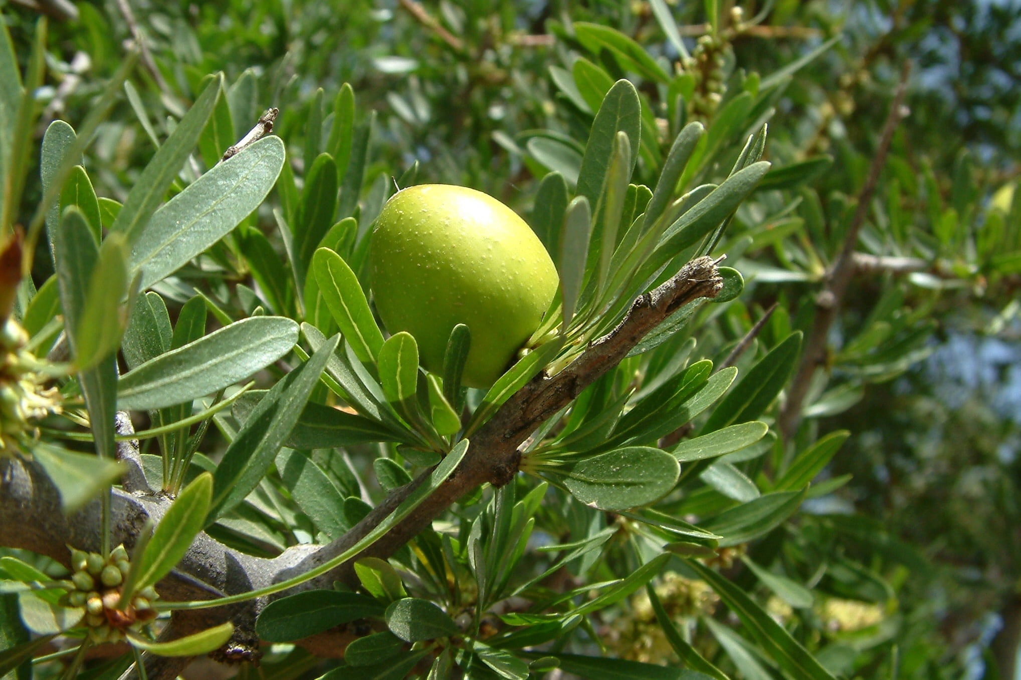 food, 1080P, tree, focus on foreground, wellbeing, green, day, no people, fruit, argan, plant part, morocco, close-up, green color, beauty in nature, outdoors, HD Wallpaper