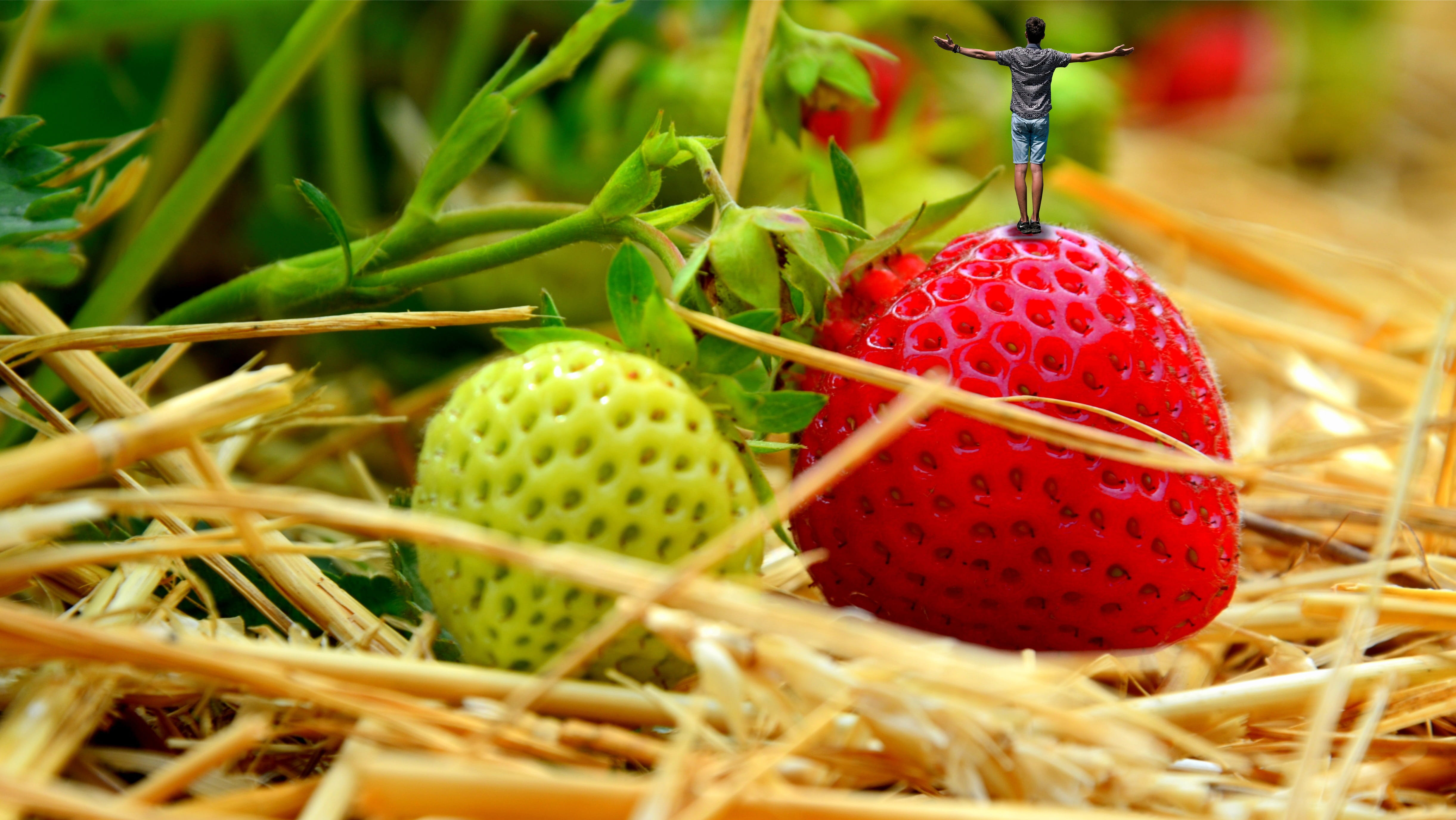 Freedom, photo, standing, healthy eating, Woman, selective focus, Miniature, food and drink, day, focus on foreground, manipulation, nature, immature, berry fruit, HD Wallpaper