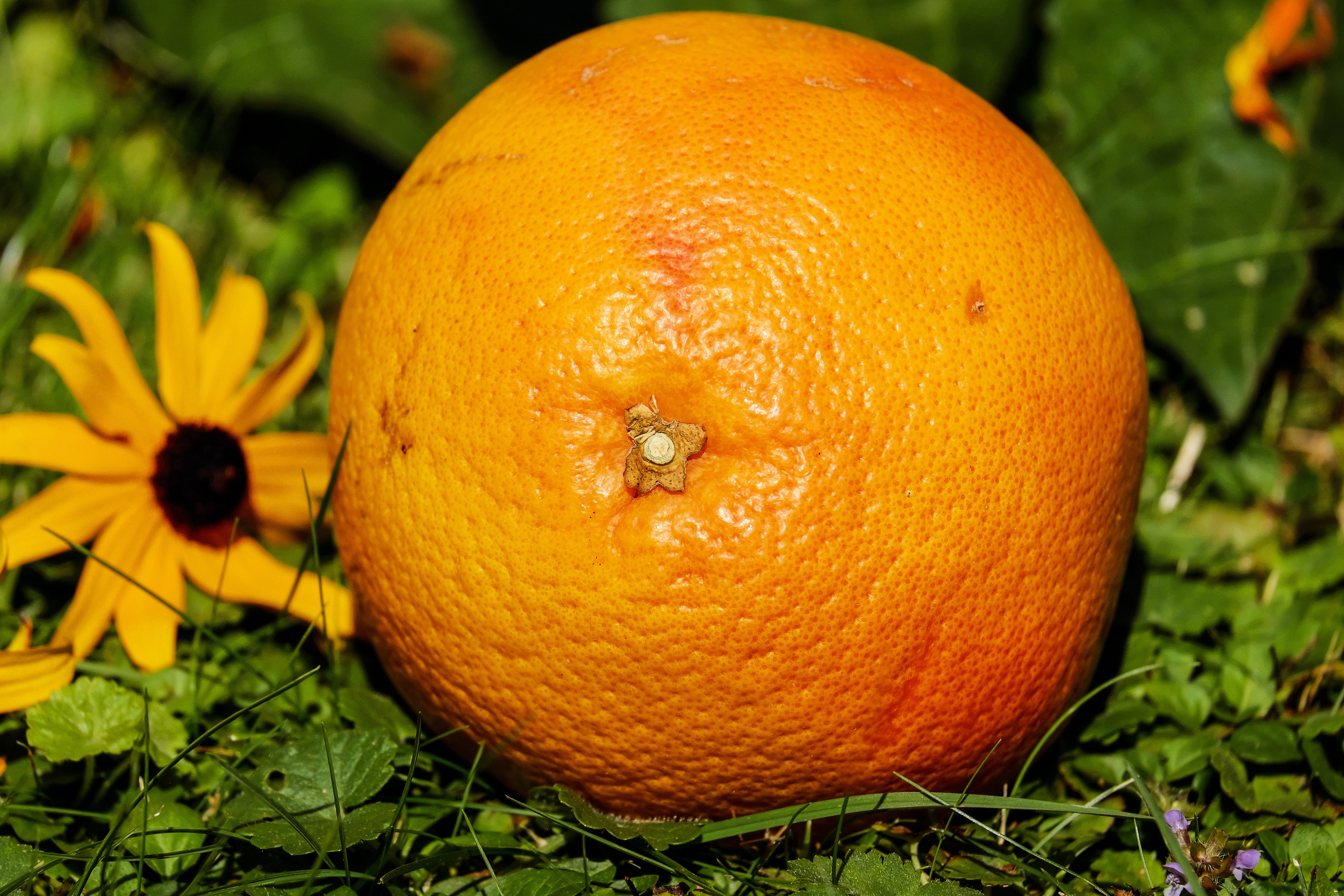 plant part, healthy eating, grapefruit, outdoors, close-up, orange, halloween, nature, ripe, no people, orange color, 4K, leaf, food, orange - fruit, freshness, HD Wallpaper