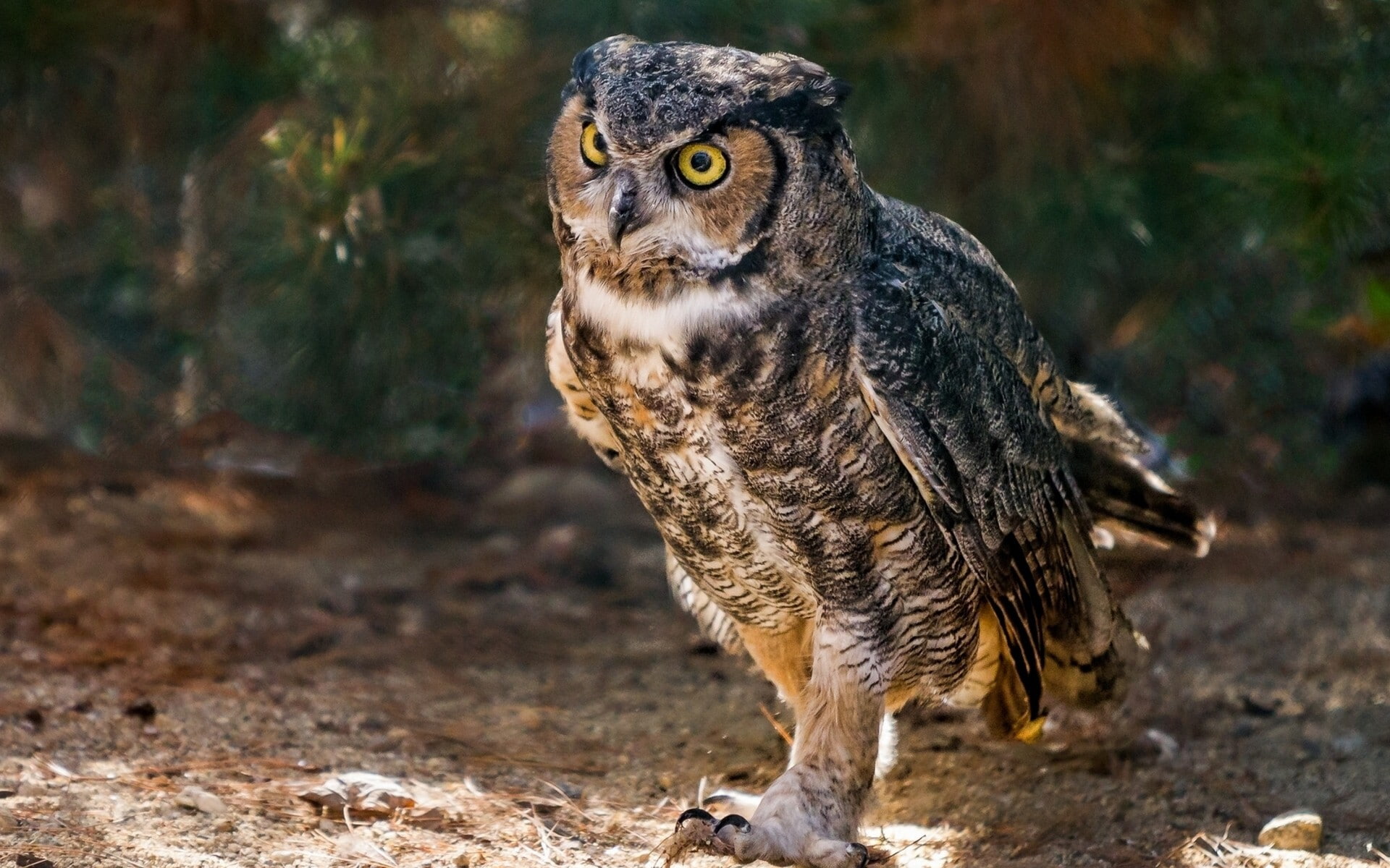 1080P, virginia, Virginia owl, Bird, owl, HD Wallpaper