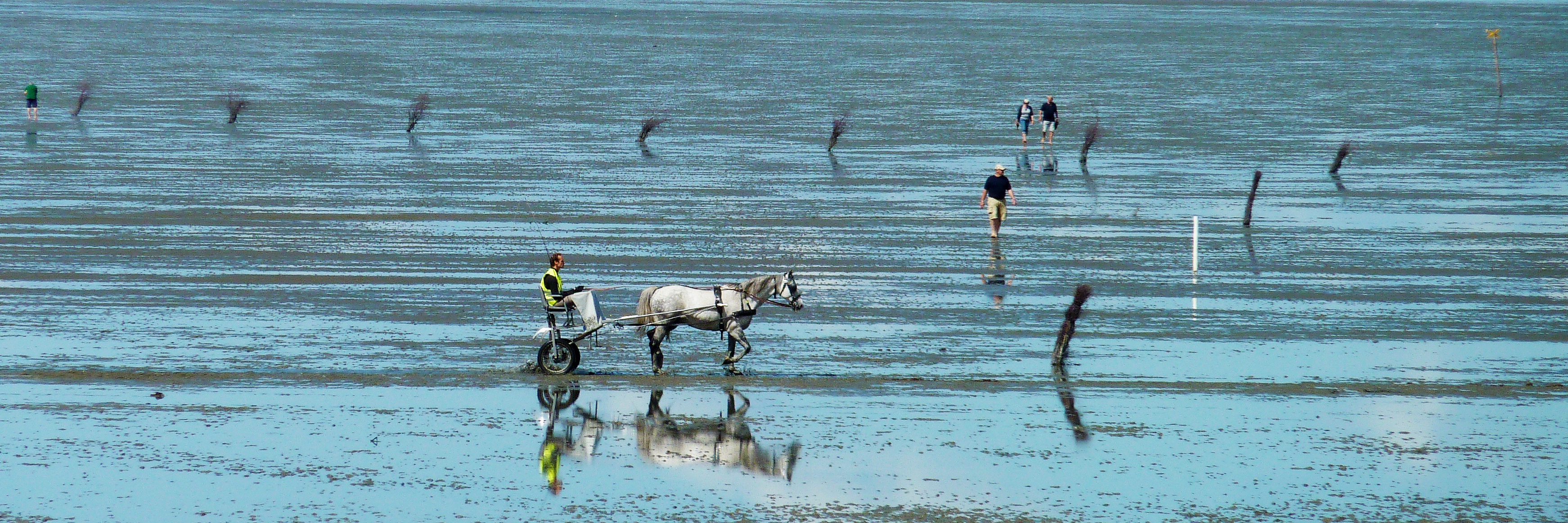 animal, tides, beauty in nature, animal themes, mudflat hiking, 2K, beach, coast, nature, watt hike, national park, north sea, blue sky, water, pets, watts, HD Wallpaper