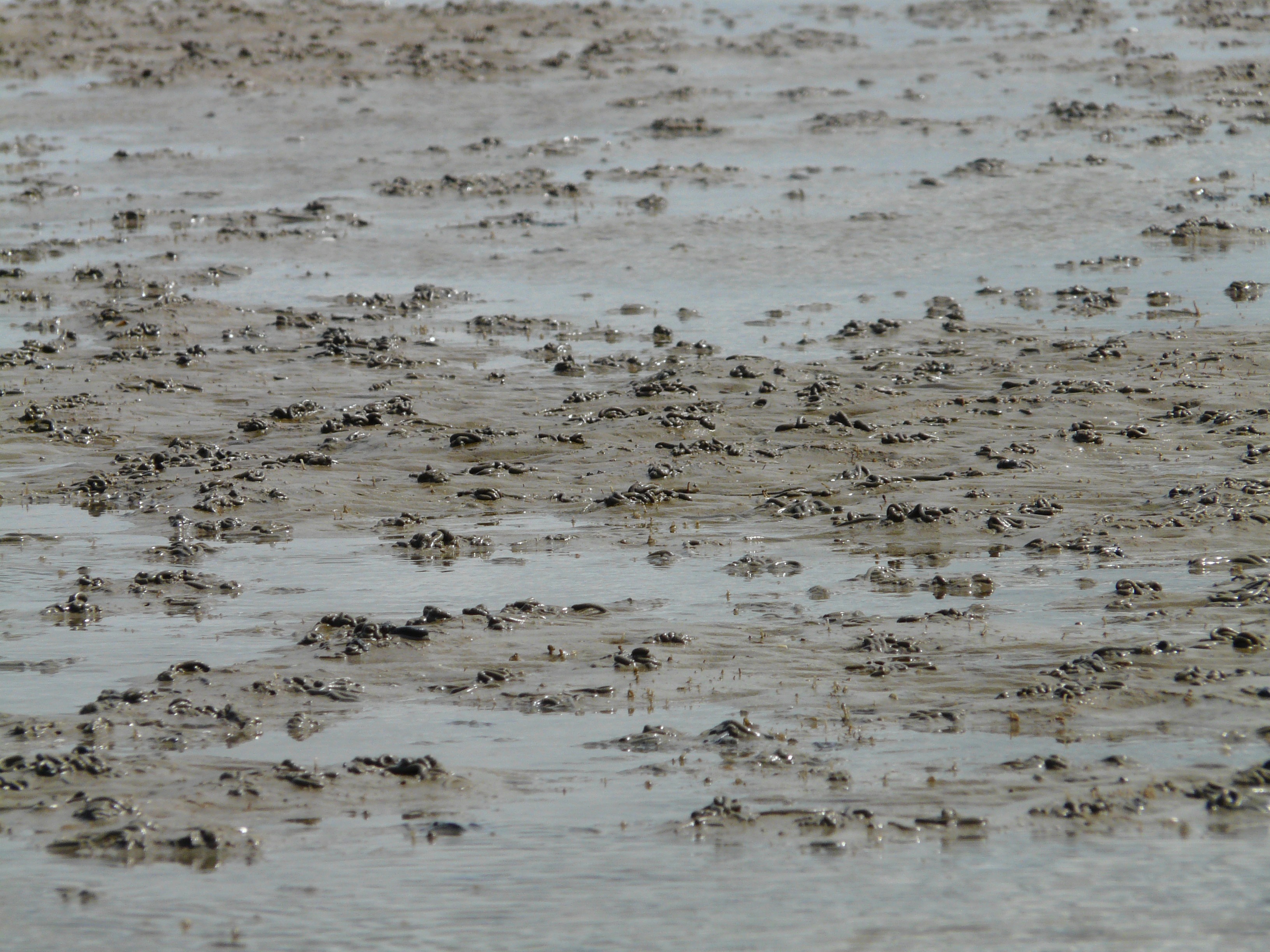 full frame, nature, 2K, wet, sand watt, no people, animal wildlife, watt worm pile, low tide, beauty in nature, wadden sea, day, coasts, backgrounds, sand, HD Wallpaper