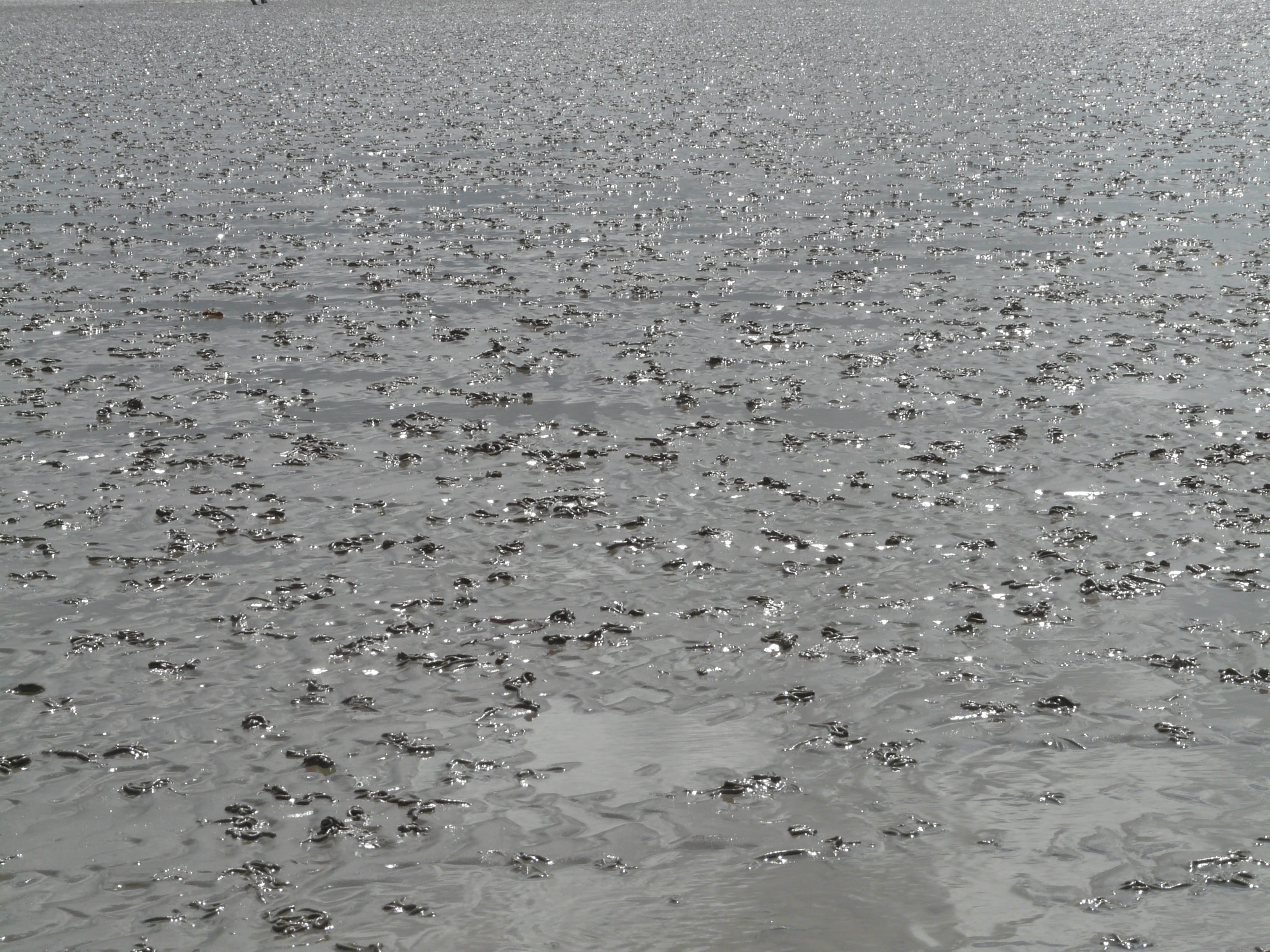 wet, Watts, water, intertidal zone, idyllic, coasts, Wadden Sea, day, beauty in nature, textured, full frame, Schlick, beach, gloss, tranquility, environment, HD Wallpaper