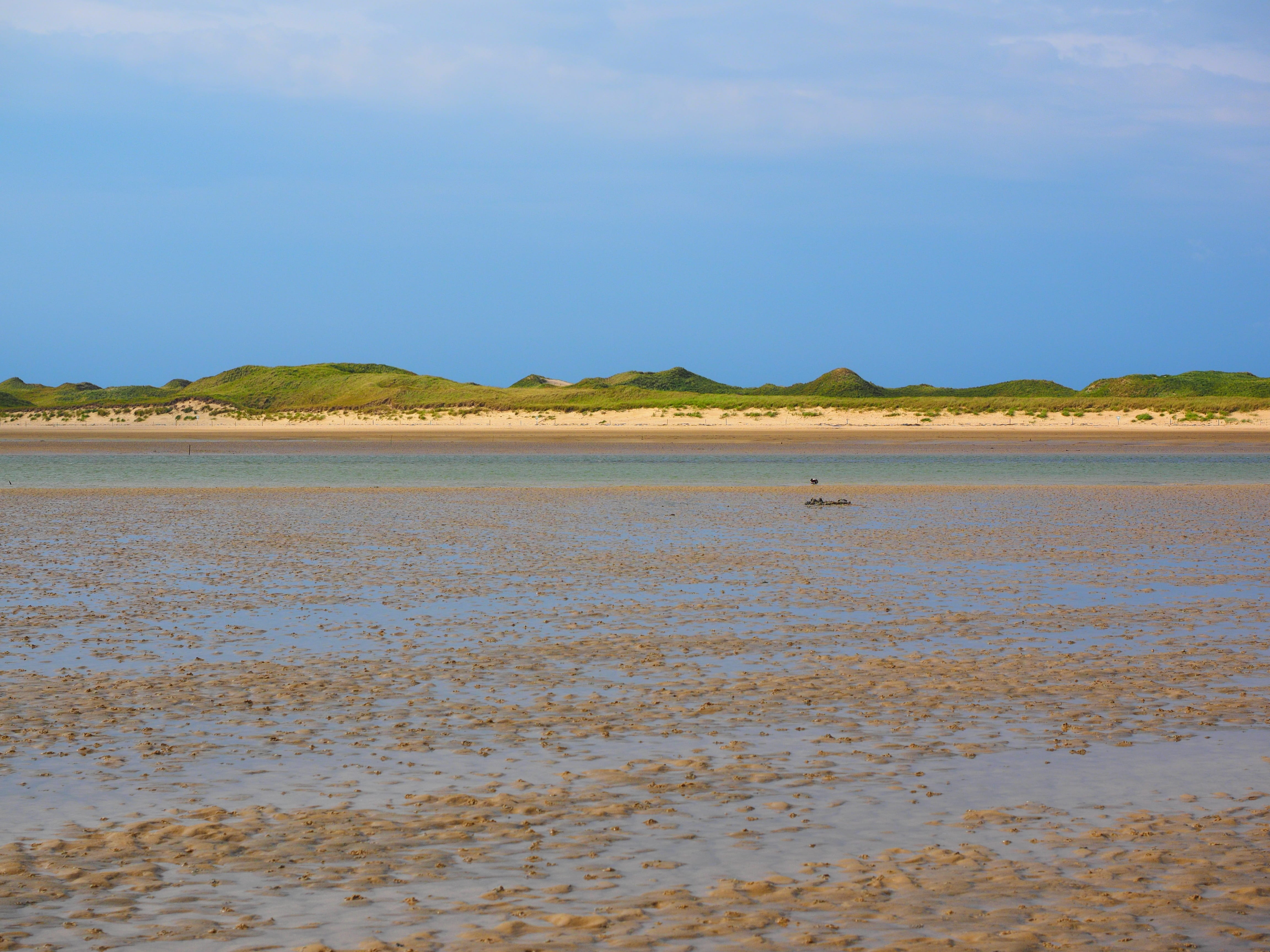 beauty in nature, watt area, low tide, watts, sea, plant, idyllic, shallow, outdoors, islands, hike in the wadden, tidal creeks, blue, watt hike, non-urban scene, HD Wallpaper