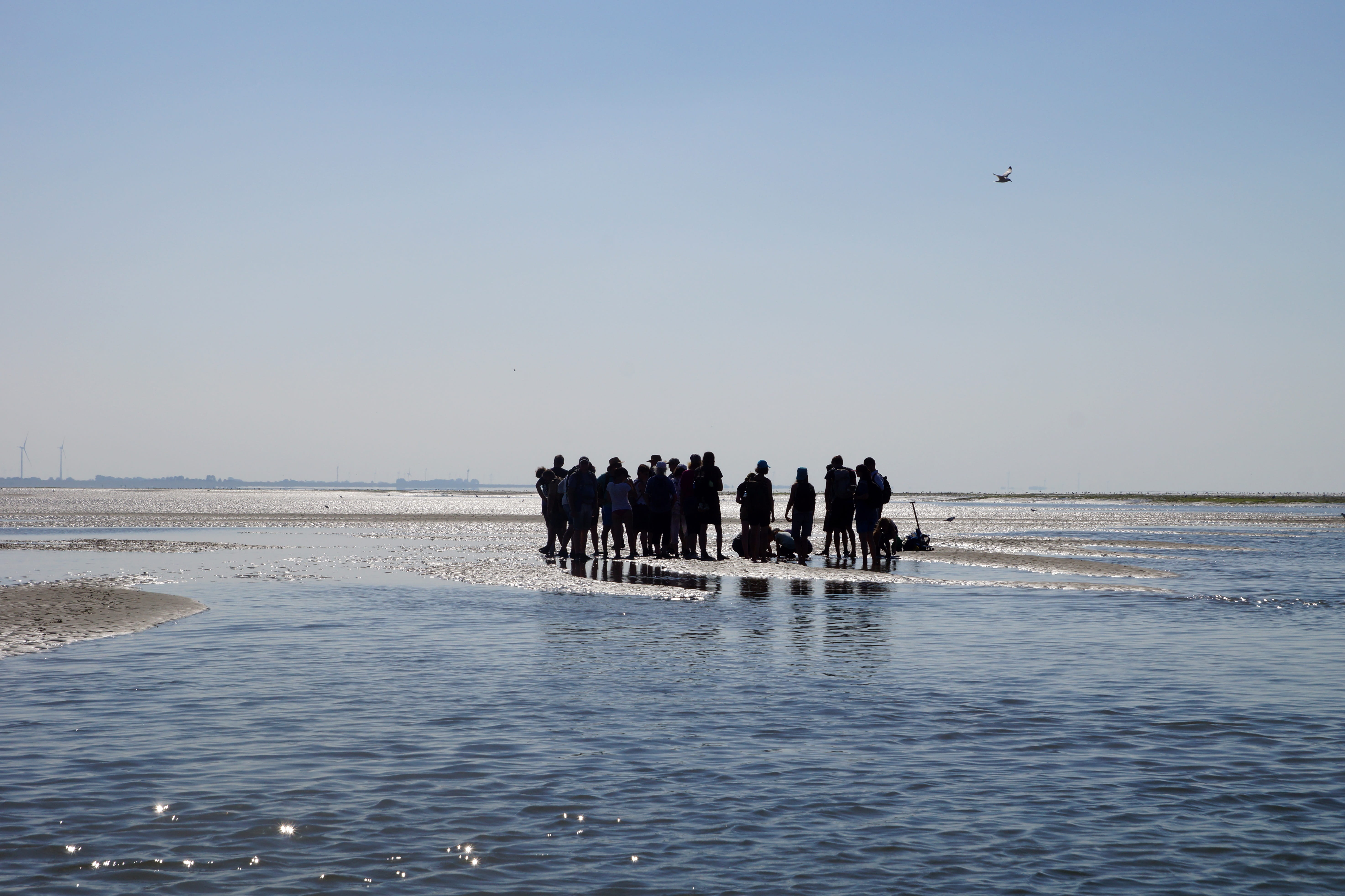 waterfront, wadden sea, water, intertidal zone, north sea, day, clear sky, vertebrate, beach, nature, watt area, land, islands, scenics - nature, outdoors, HD Wallpaper