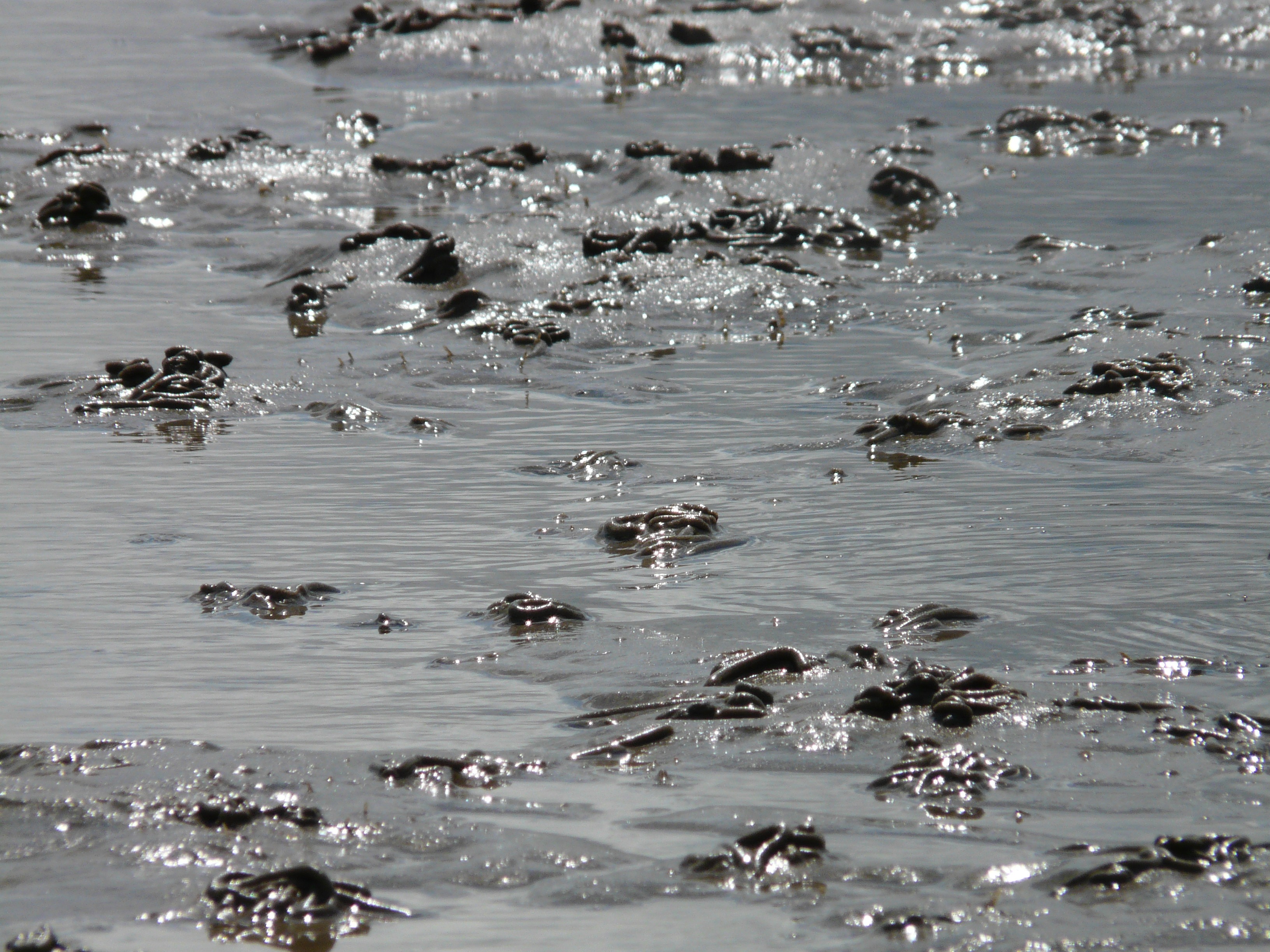 wadden sea, watt worm pile, water, intertidal zone, waterfront, large group of animals, swimming, bird, animals in the wild, sand watt, north sea, back light, HD Wallpaper