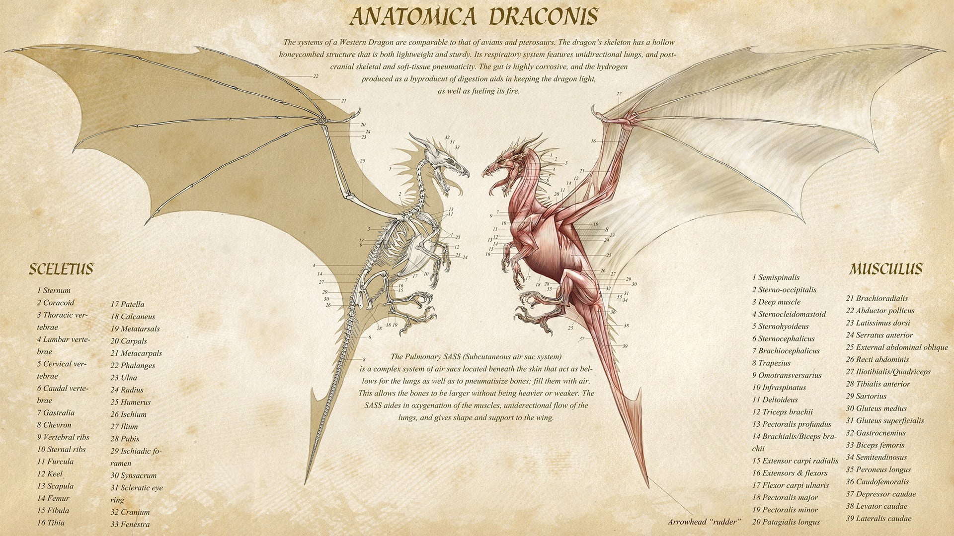 Dragon, muscles, creature, info, fantasy, anatomica draconis, infographic, skeleton, anatomy, artwork, 1080P, HD Wallpaper