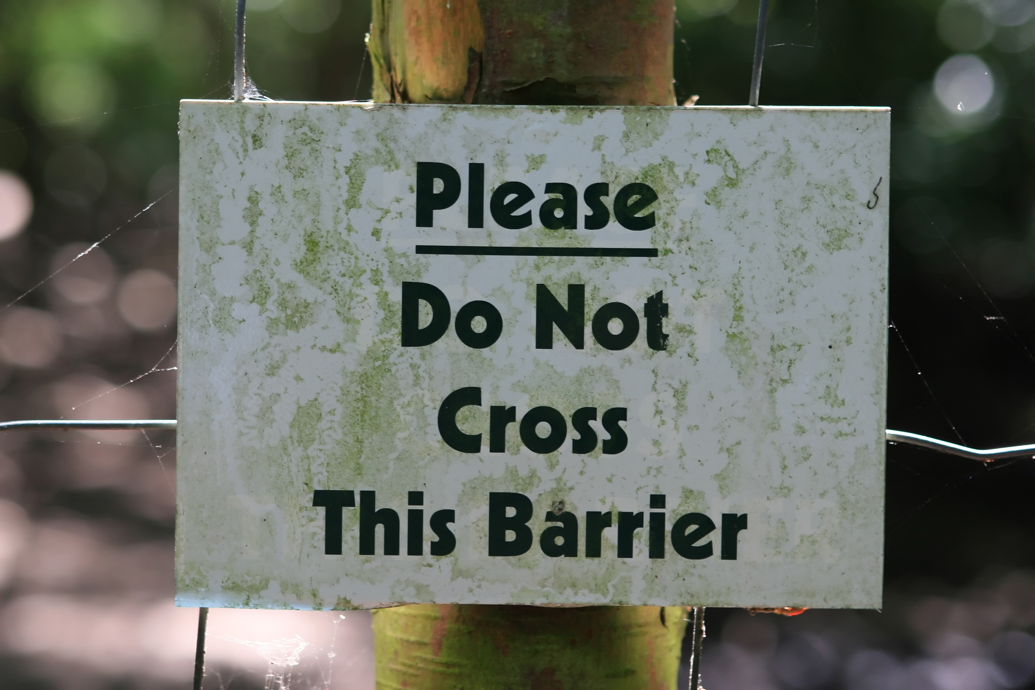 warning sign, notice, capital letter, day, 2K, wait, pointer, direction, animals, focus on foreground, fence, note, safe, announce, poster, danger, don t, HD Wallpaper