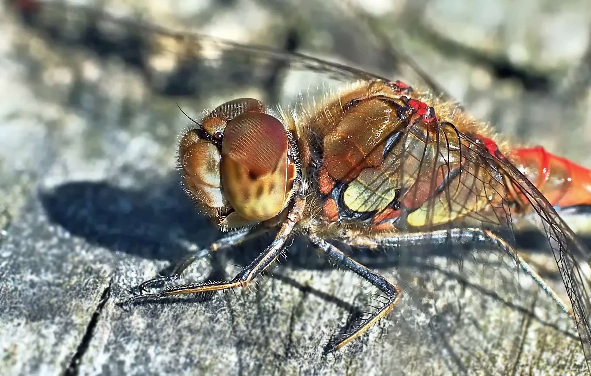 flight insect, animal body part, animal wildlife, nature, one animal, dragonfly, odonata, head, darter, sympetrum striolatum, animals in the wild, animal wing, HD Wallpaper