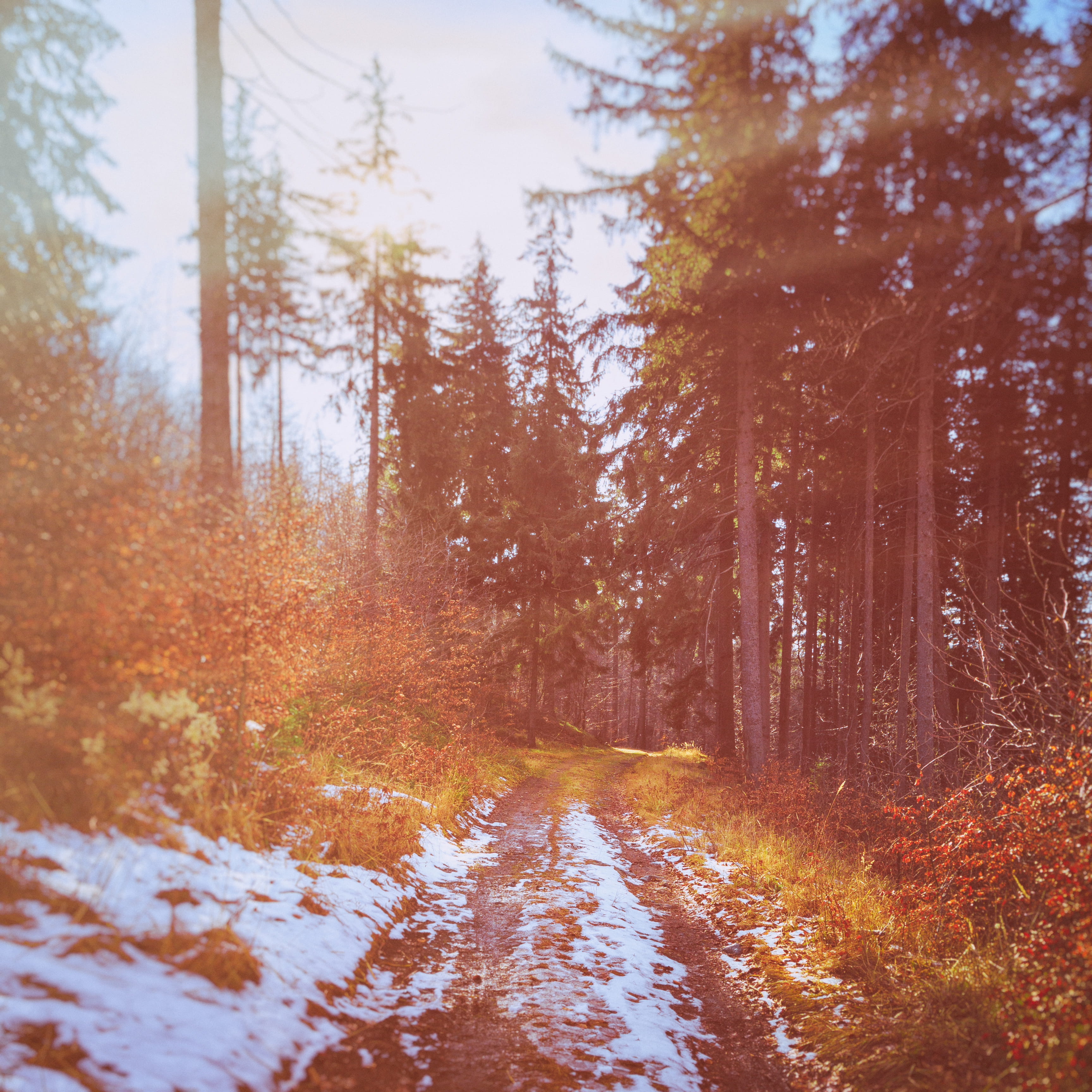 path, 2K, sobótka, autumn, sunshine, trip, road, blue, nature, optimism, the way forward, mount ślęża, outdoors, winter, autumn collection, tranquility, Phone HD Wallpaper
