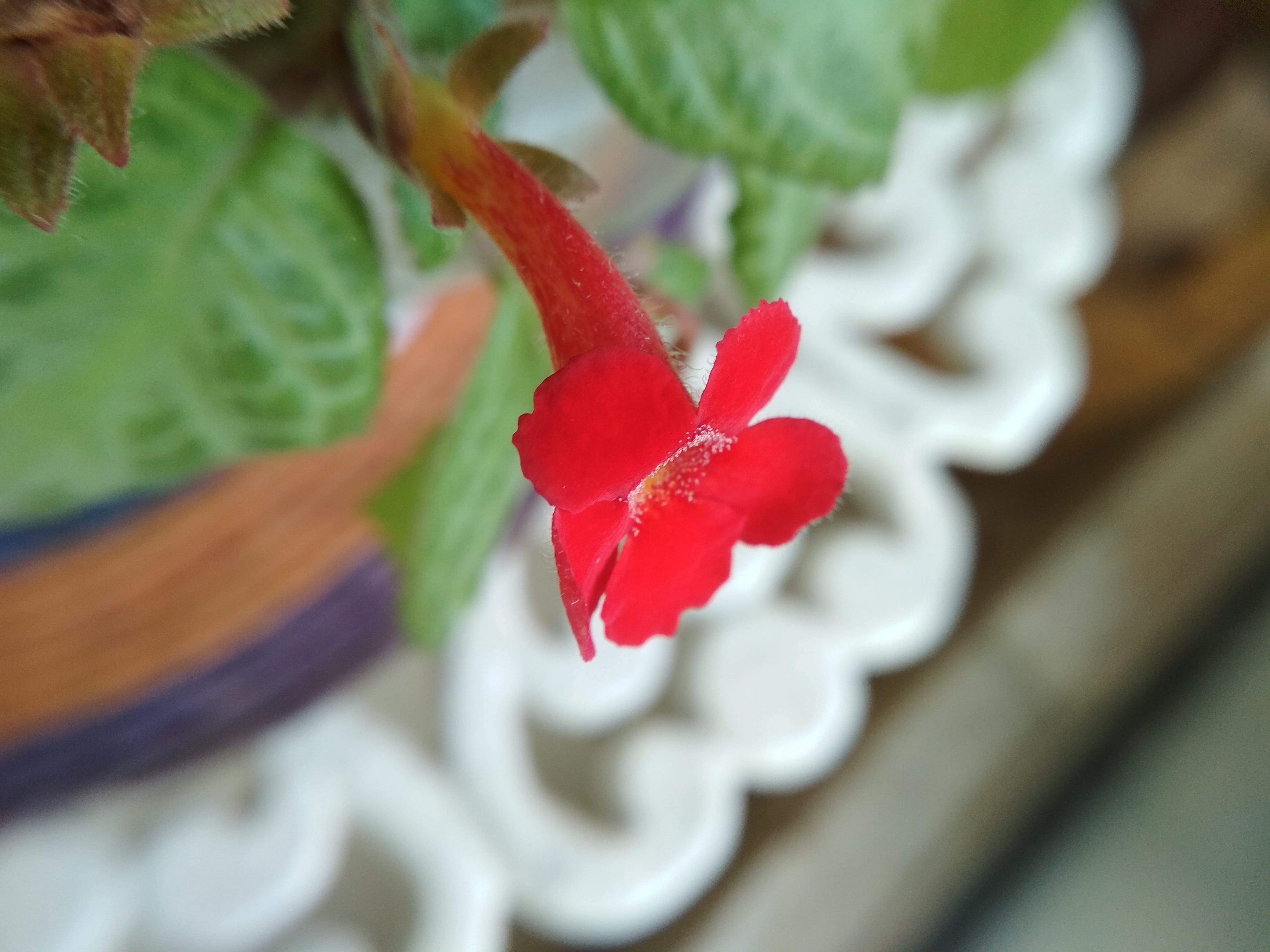 beauty in nature, plant, focus on foreground, red, food and drink, boca del río, berry fruit, no people, flower, selective focus, red flower, plant part, HD Wallpaper