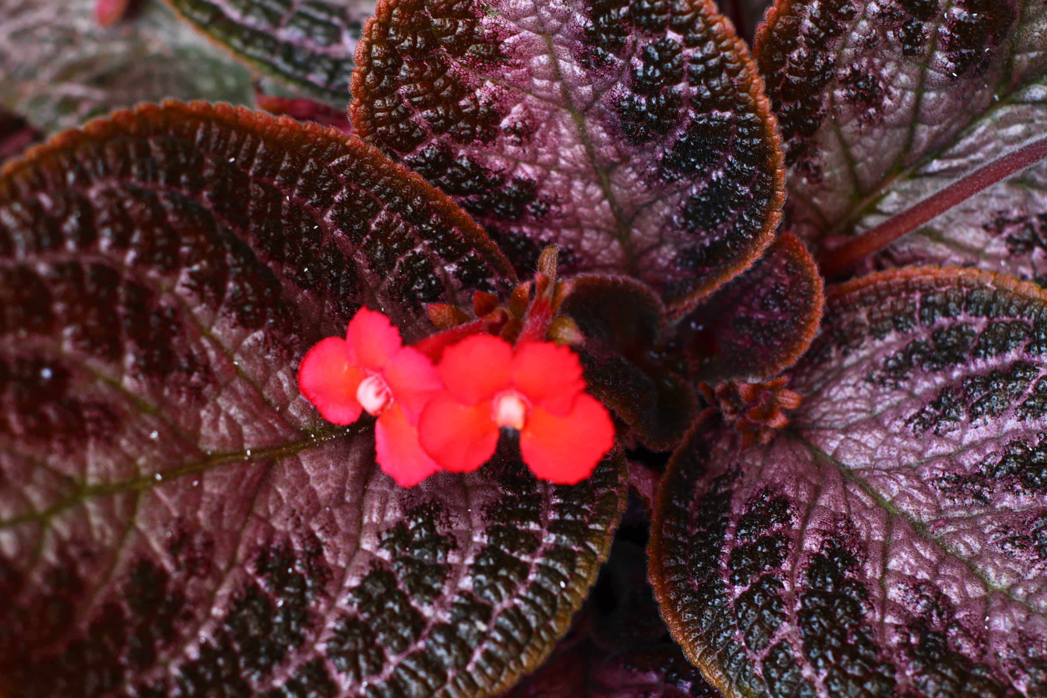 no people, nature, freshness, boca del río, flores rojas, beauty in nature, flower, outdoors, close-up, macro, mexico, episcia cupreata, plant part, purple, HD Wallpaper