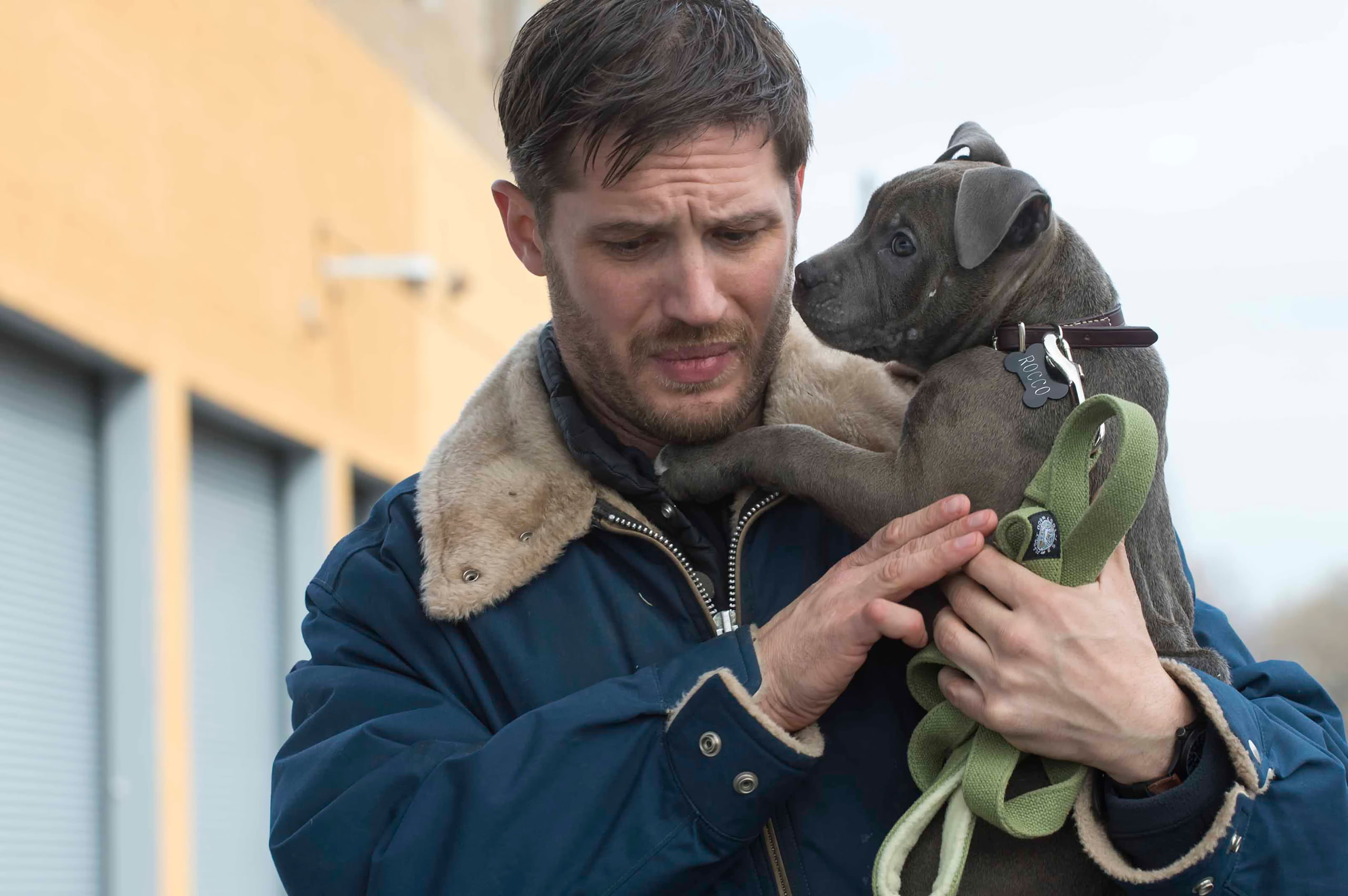 Common Fund, Tom Hardy, The Drop, 2K, HD Wallpaper