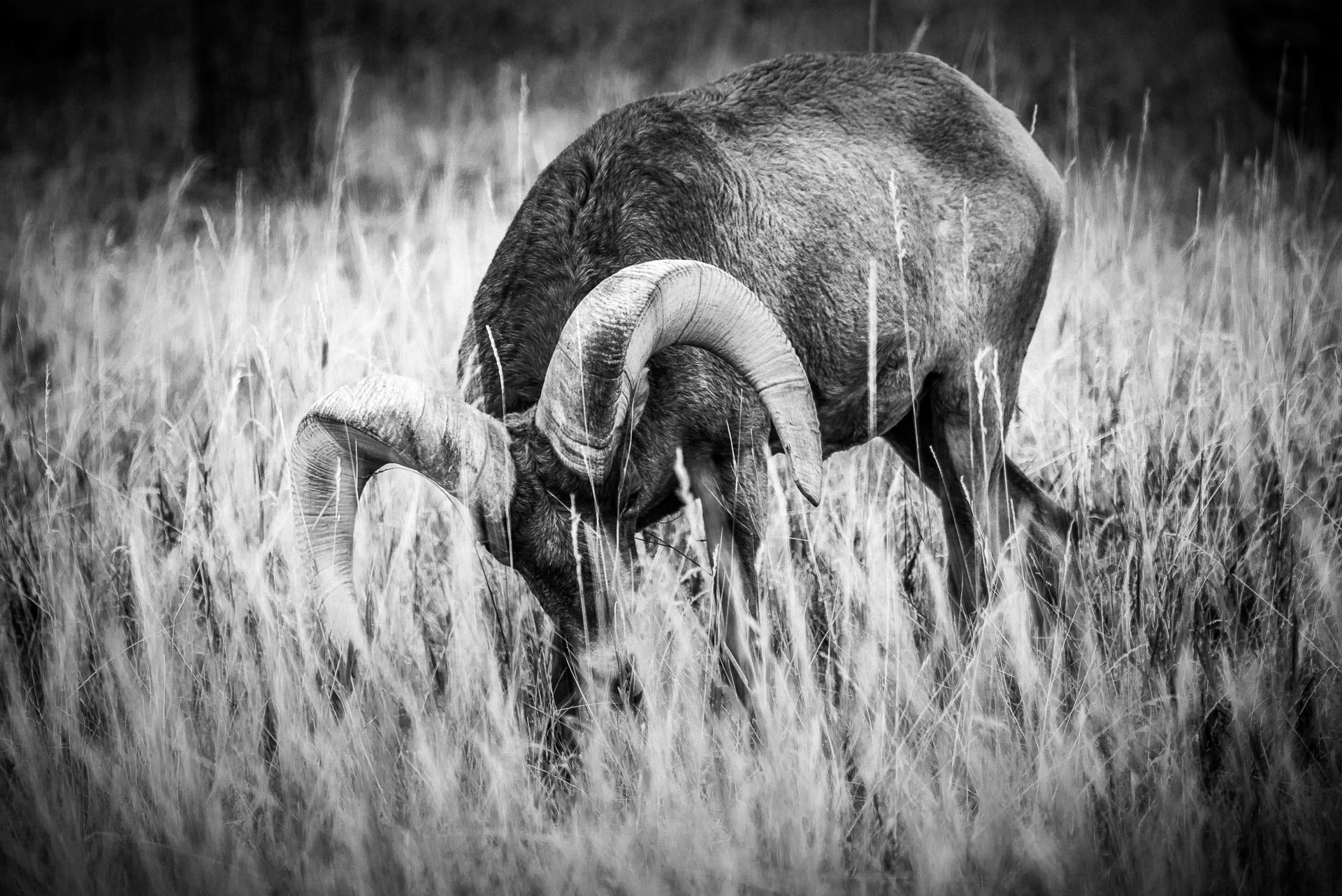 domestic animals, nature, animal family, outdoors, field, landscape, group of animals, grass, vertebrate, horns, mammal, land, herbivorous, elephant, day, HD Wallpaper