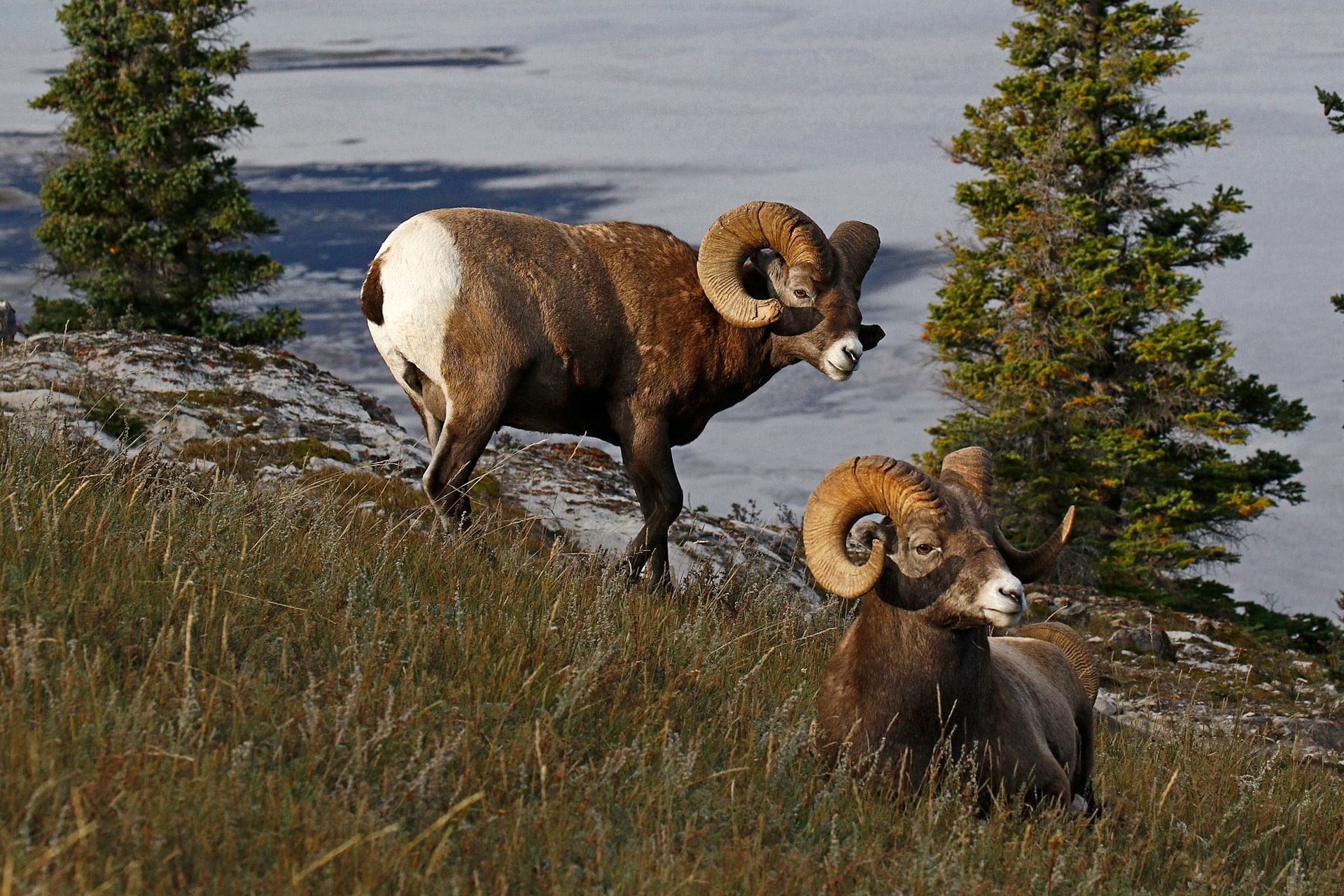 RAM, horns, nature, bighorn sheep, Canada, 1080P, HD Wallpaper