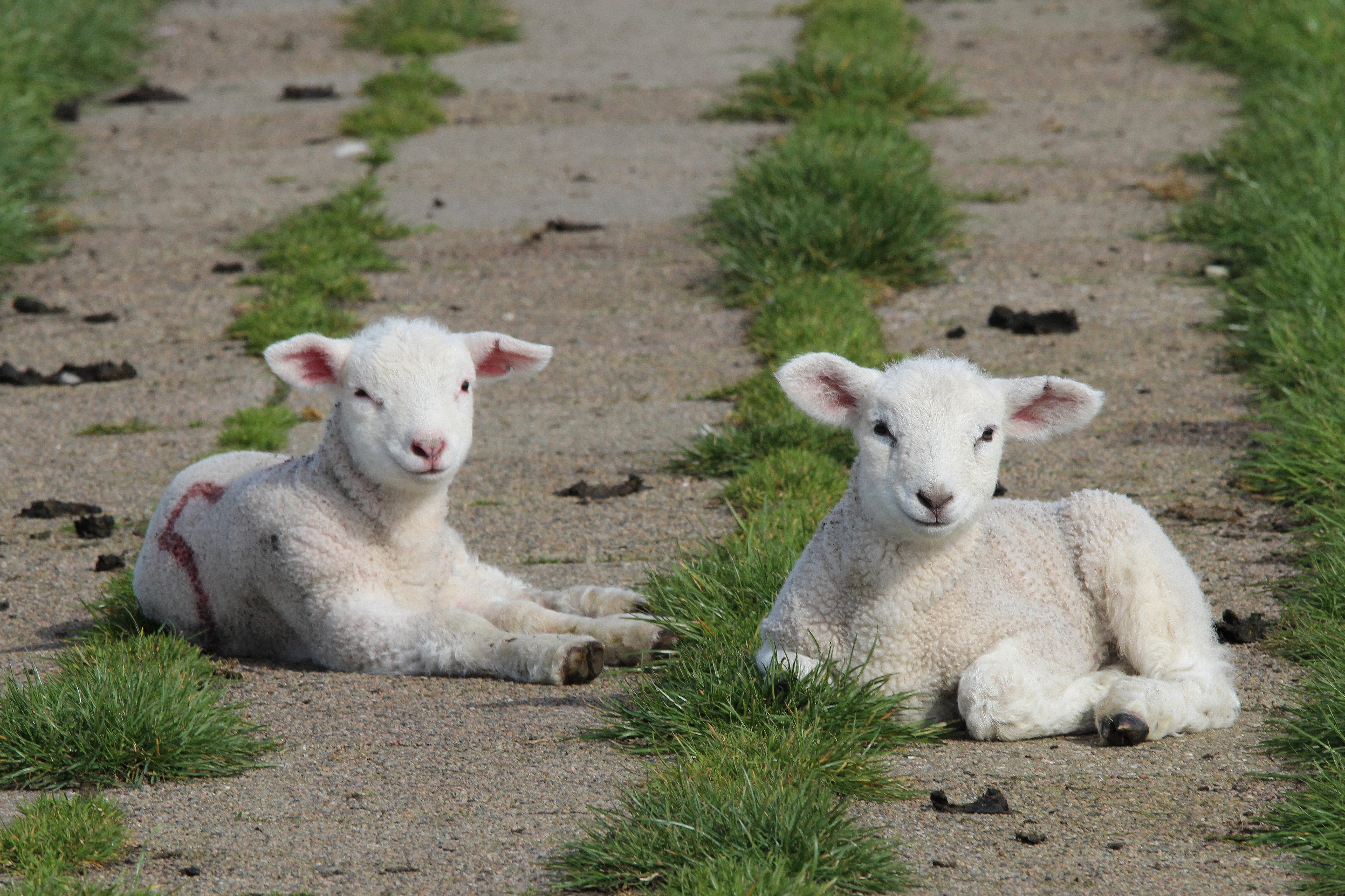 dike sheep, herbivorous, animals, young animal, easter sheep, portrait, day, looking at camera, 5K, lamb, pets, deichschaf, cute, vertebrate, white, animal family, HD Wallpaper