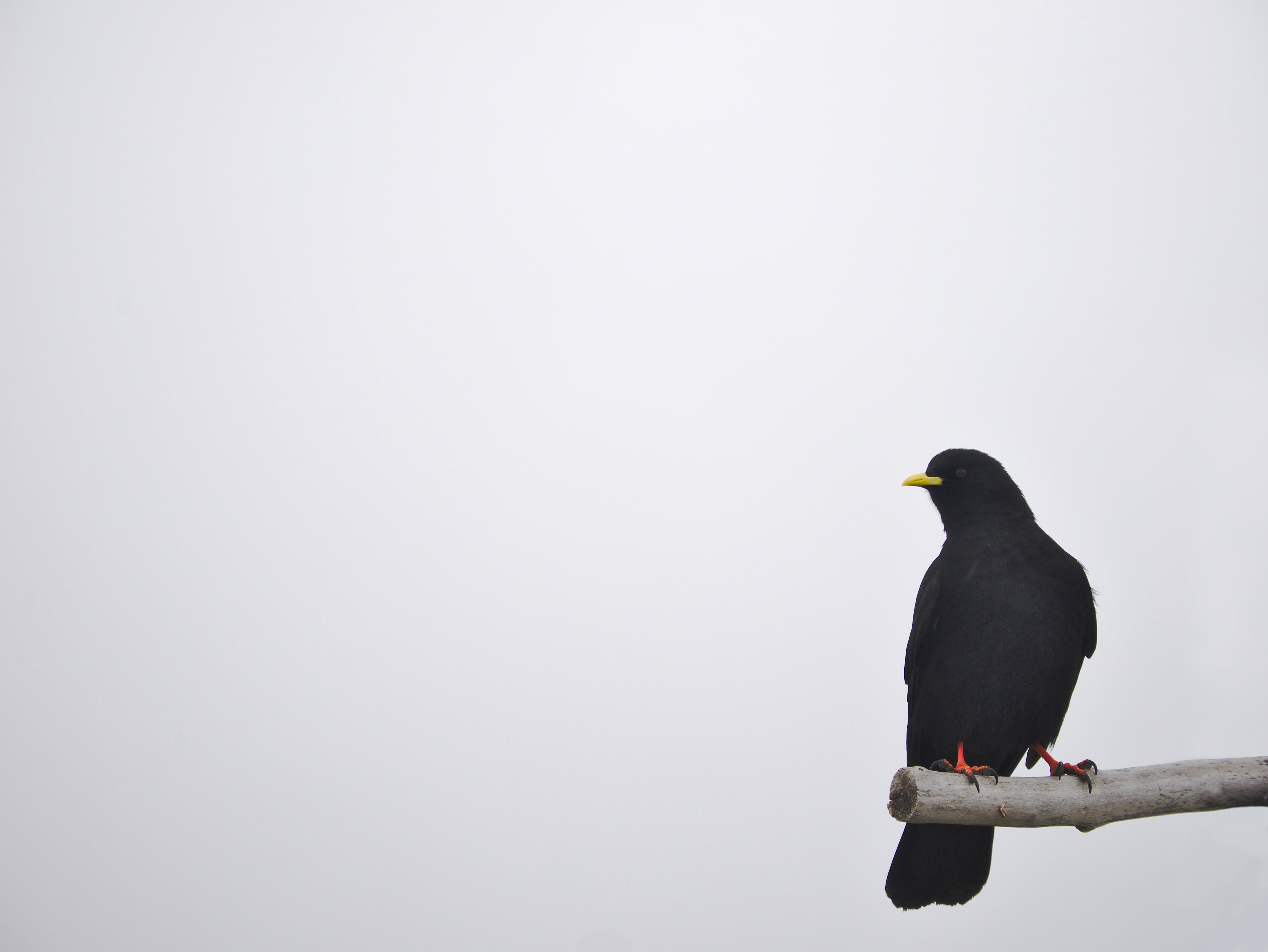 lonely, copy space, nature, bird, jackdaw, look, branch, 4K, habitat, zoology, black color, pigeon, tree, sky, white background, one animal, animals in the wild, HD Wallpaper