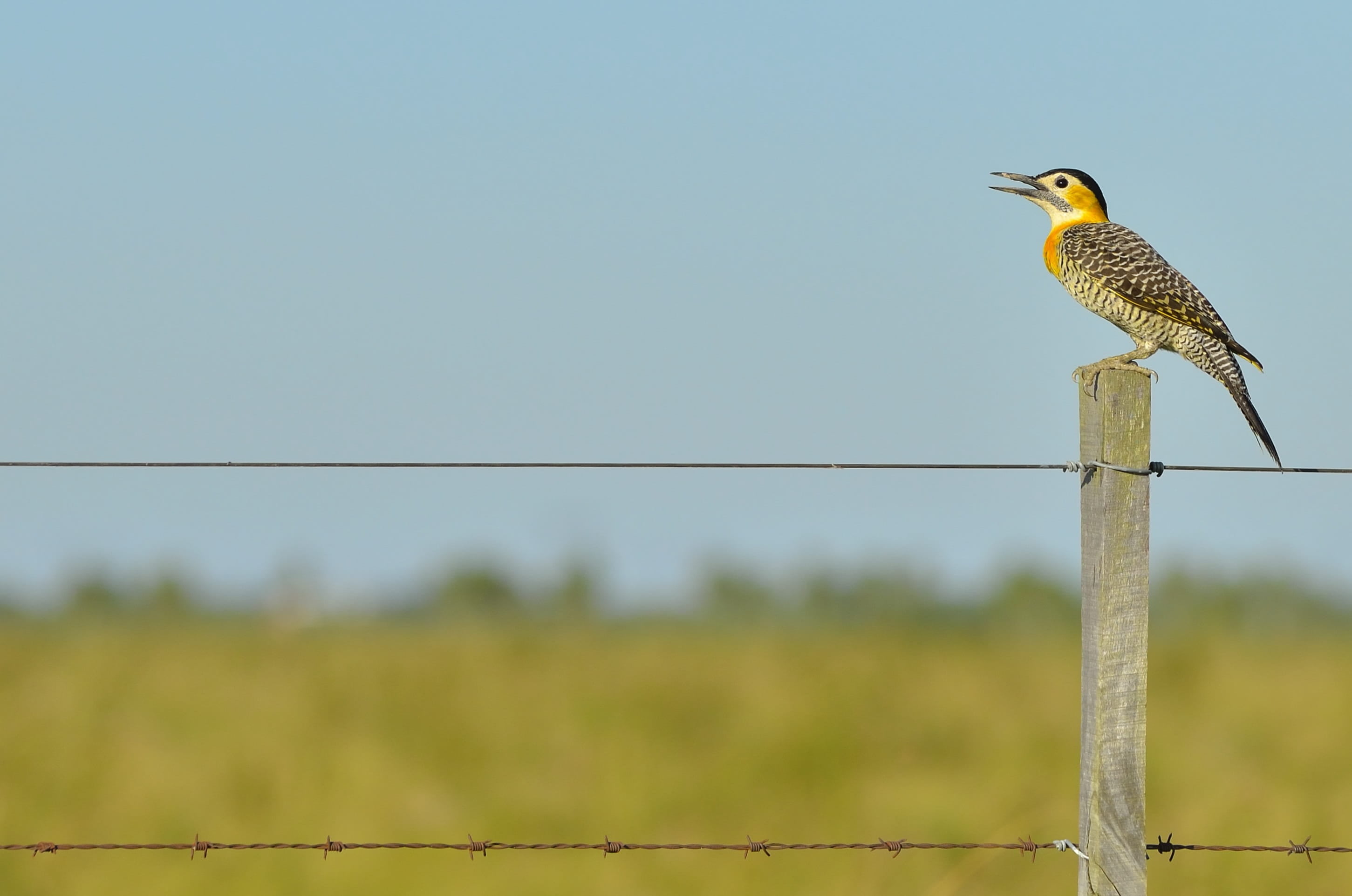 animal wildlife, grass, wooden post, one animal, fence, animals in the wild, boundary, landscape, electricity, gray, barrier, perched, profile view, environment, HD Wallpaper