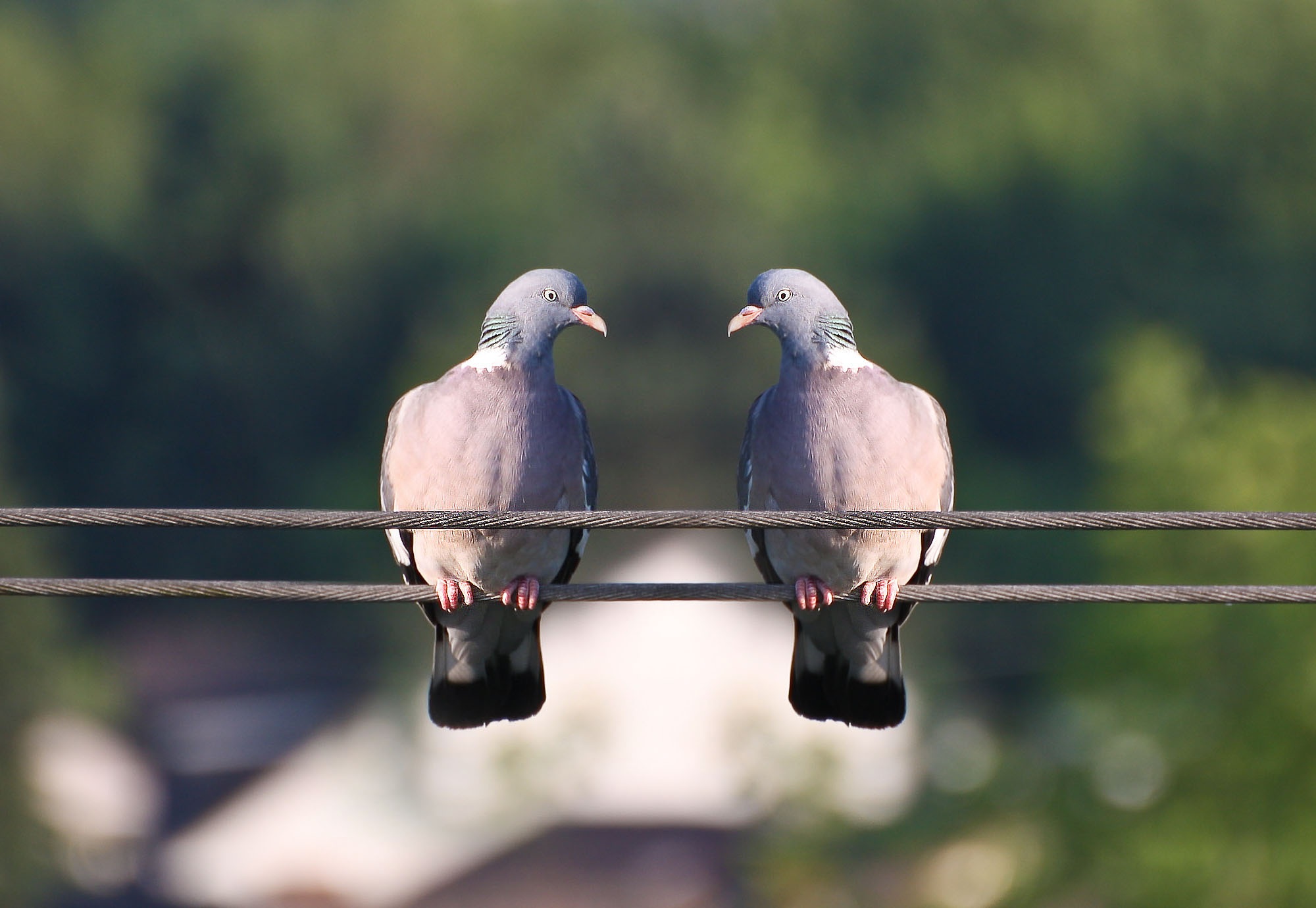 branch, poultry, day, tree, bill, bird, two animals, outdoors, focus on foreground, birds, love, metal, wildlife, two, daytime, pigeon, grey, pigeons, dove - Bird, HD Wallpaper