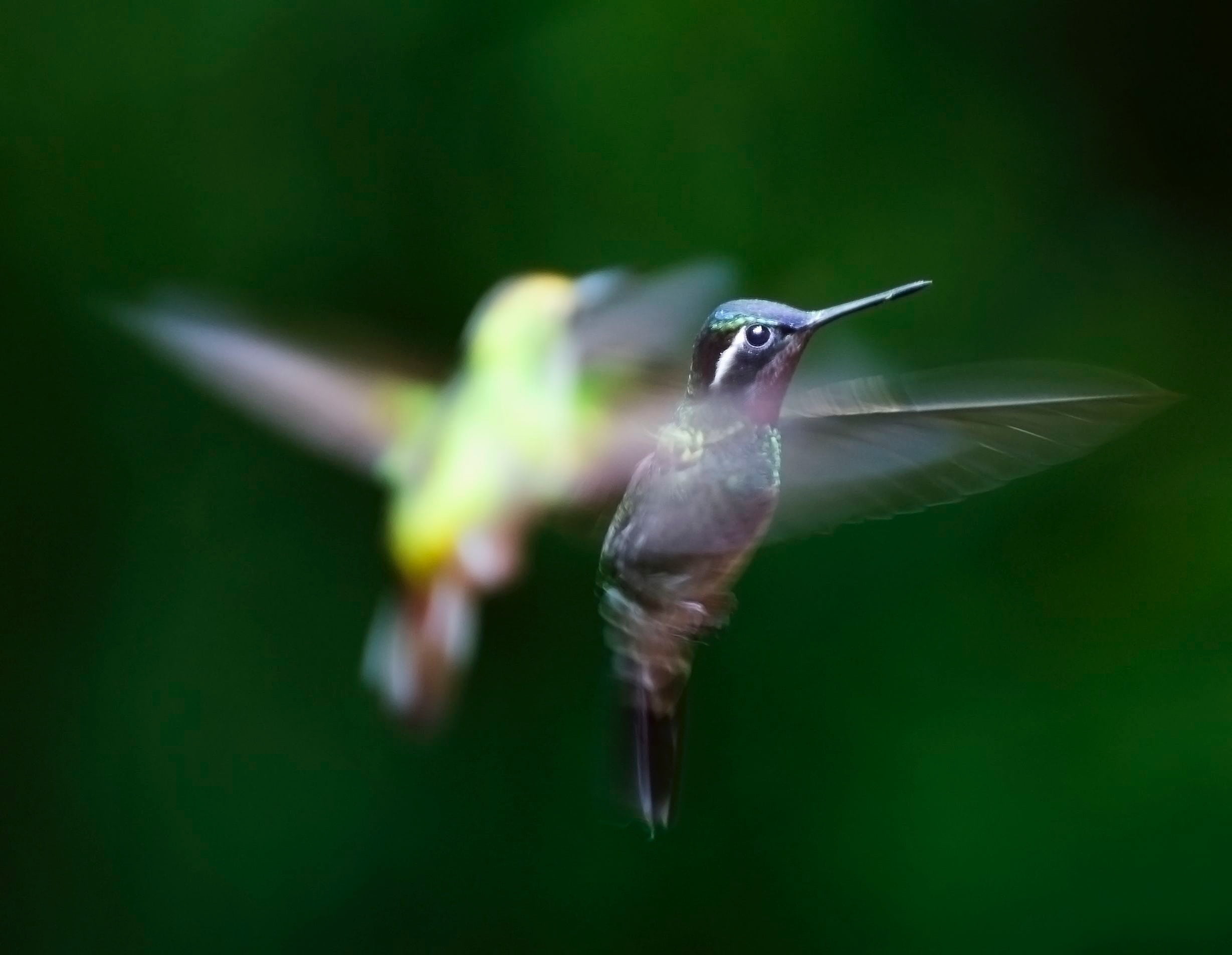 flapping, hummingbird, animal wildlife, spread wings, animal, two, shallow, nature, trochilidae, photography, blurred motion, birds, bird, wing, animal themes, HD Wallpaper