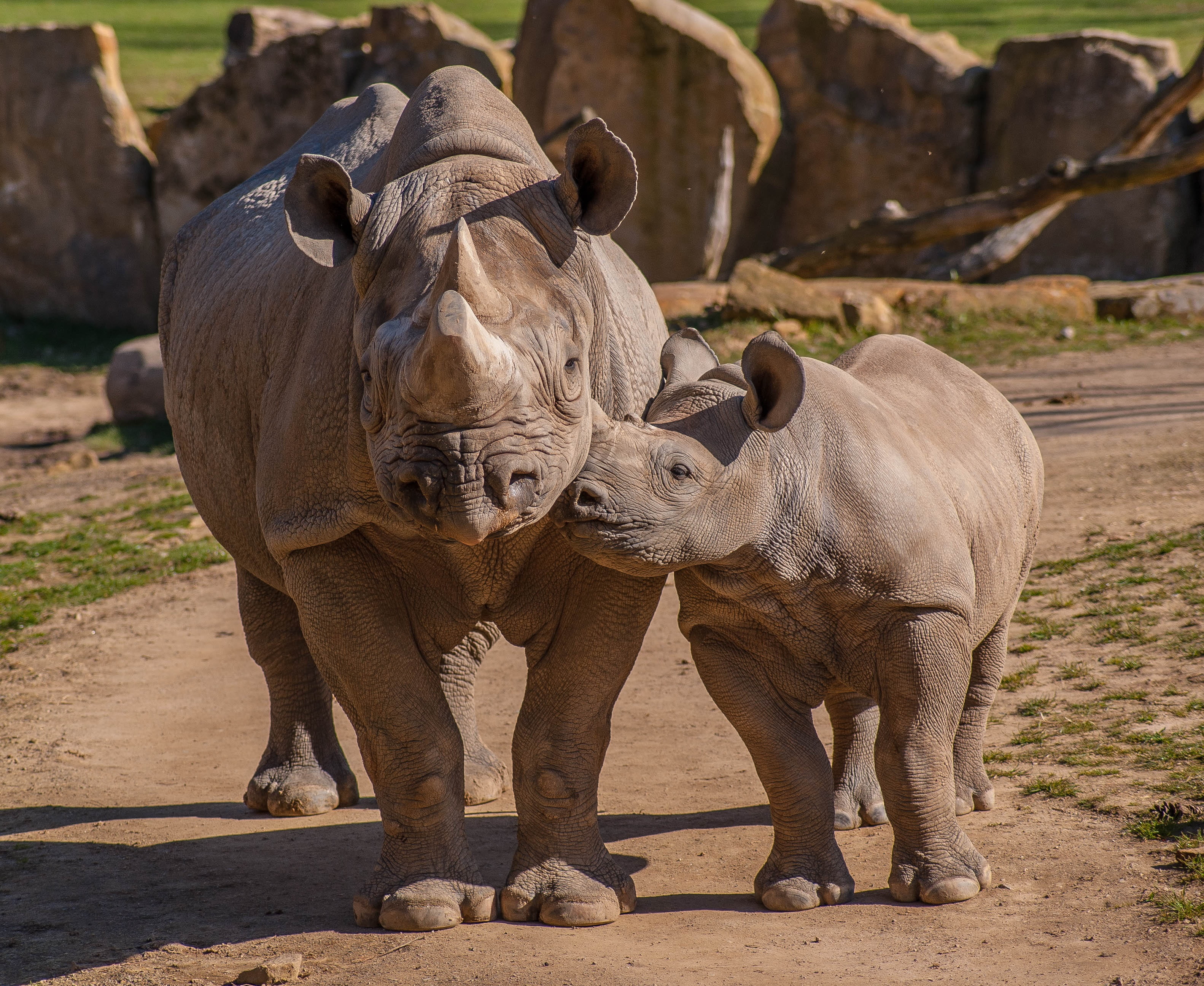 animals in the wild, nature, group of animals, sunlight, full length, animal, africa, two animals, day, vertebrate, standing, outdoors, 2K, rhinos, mammal, HD Wallpaper