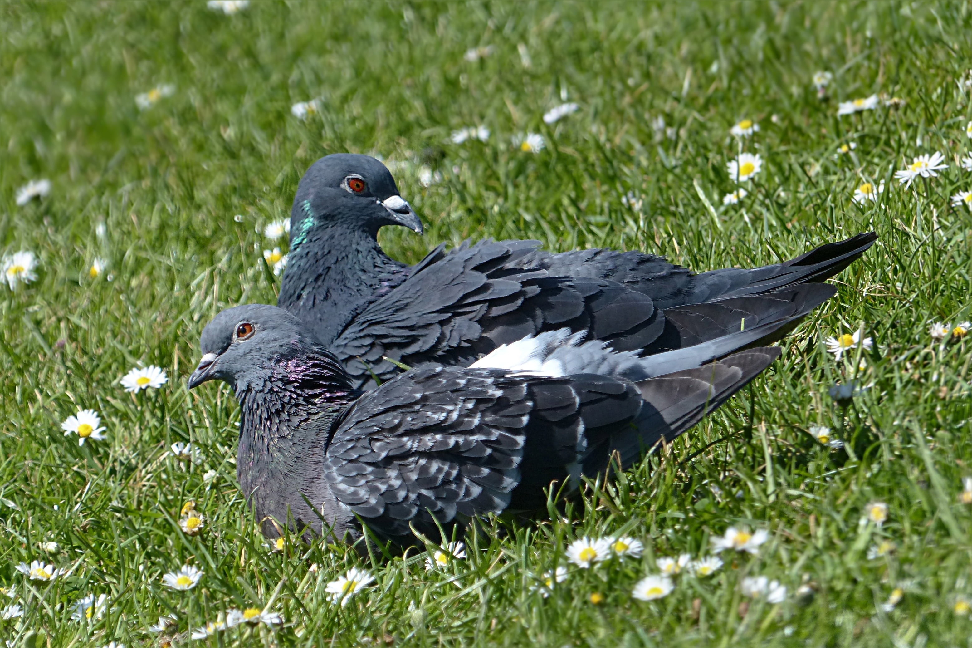 land, daytime, grass area, plant, black, couple, grass, fera columbae offeret, wild pigeon, animal wildlife, no people, dove, day, field, pigeons, animal, HD Wallpaper
