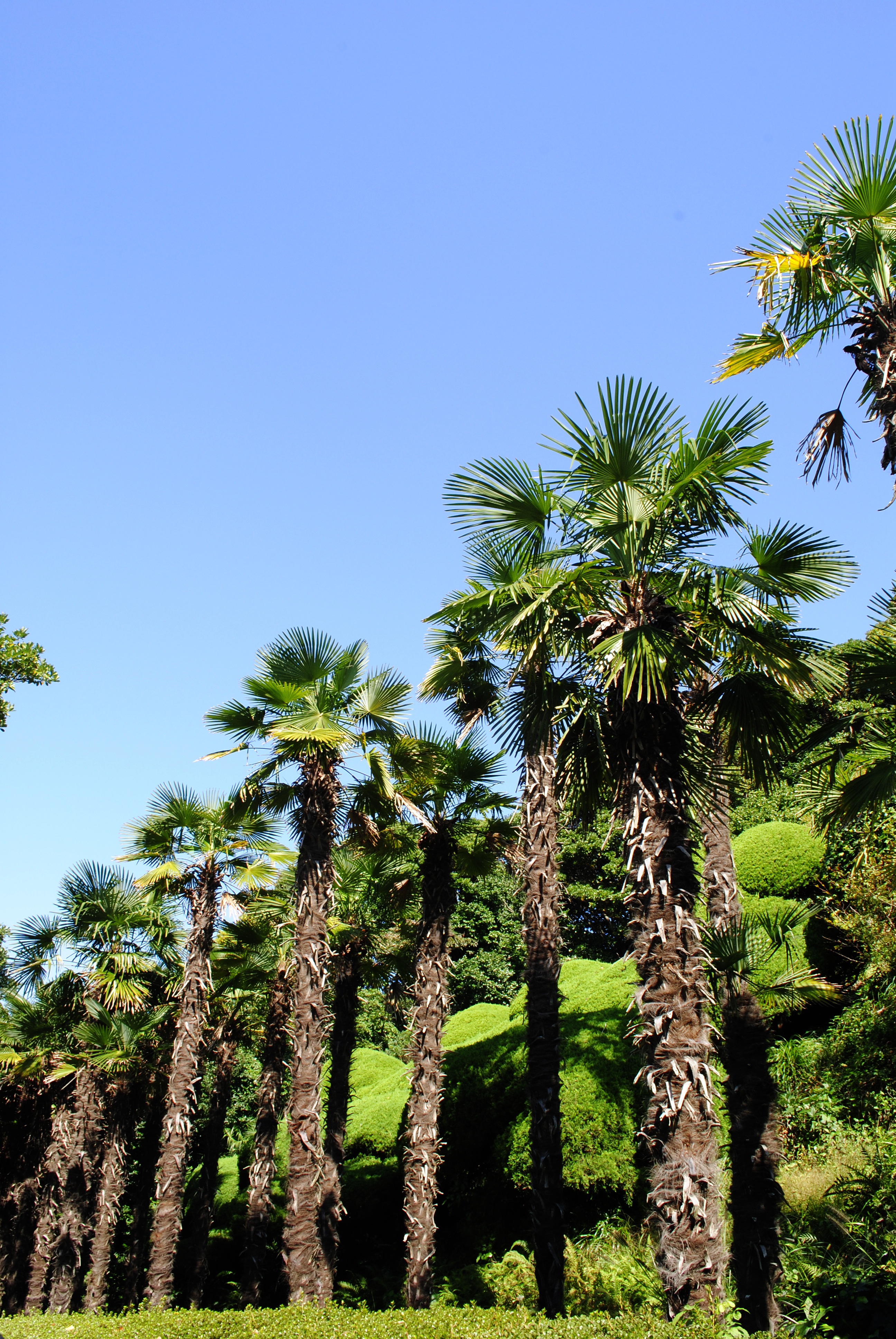 palm tree, land, sky, environment, tree, no people, growth, tropical, nature, tropical tree, clear sky, day, scenics - nature, beauty in nature, green color, Phone HD Wallpaper