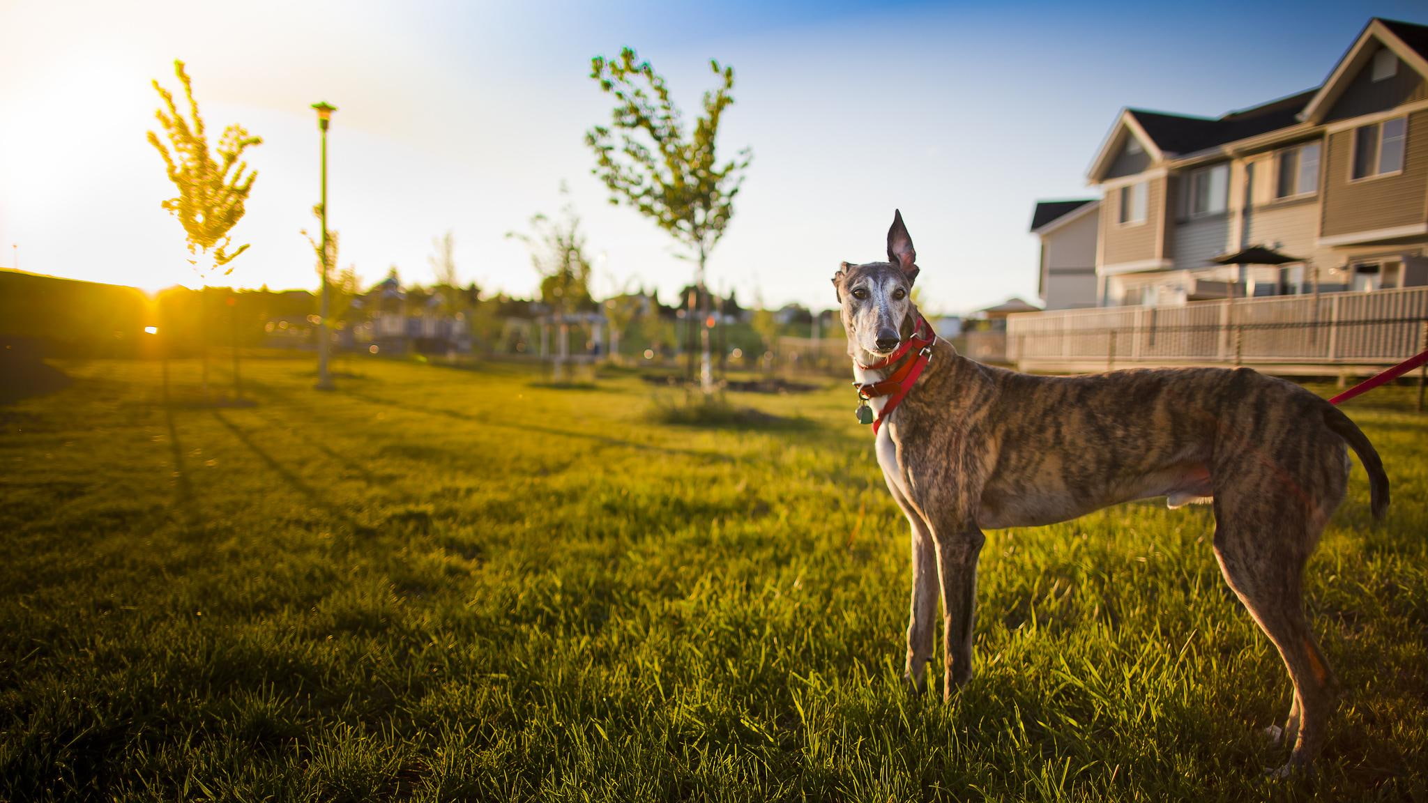 animals, watching, dogs, property, 1080P, animal, watch, HD Wallpaper