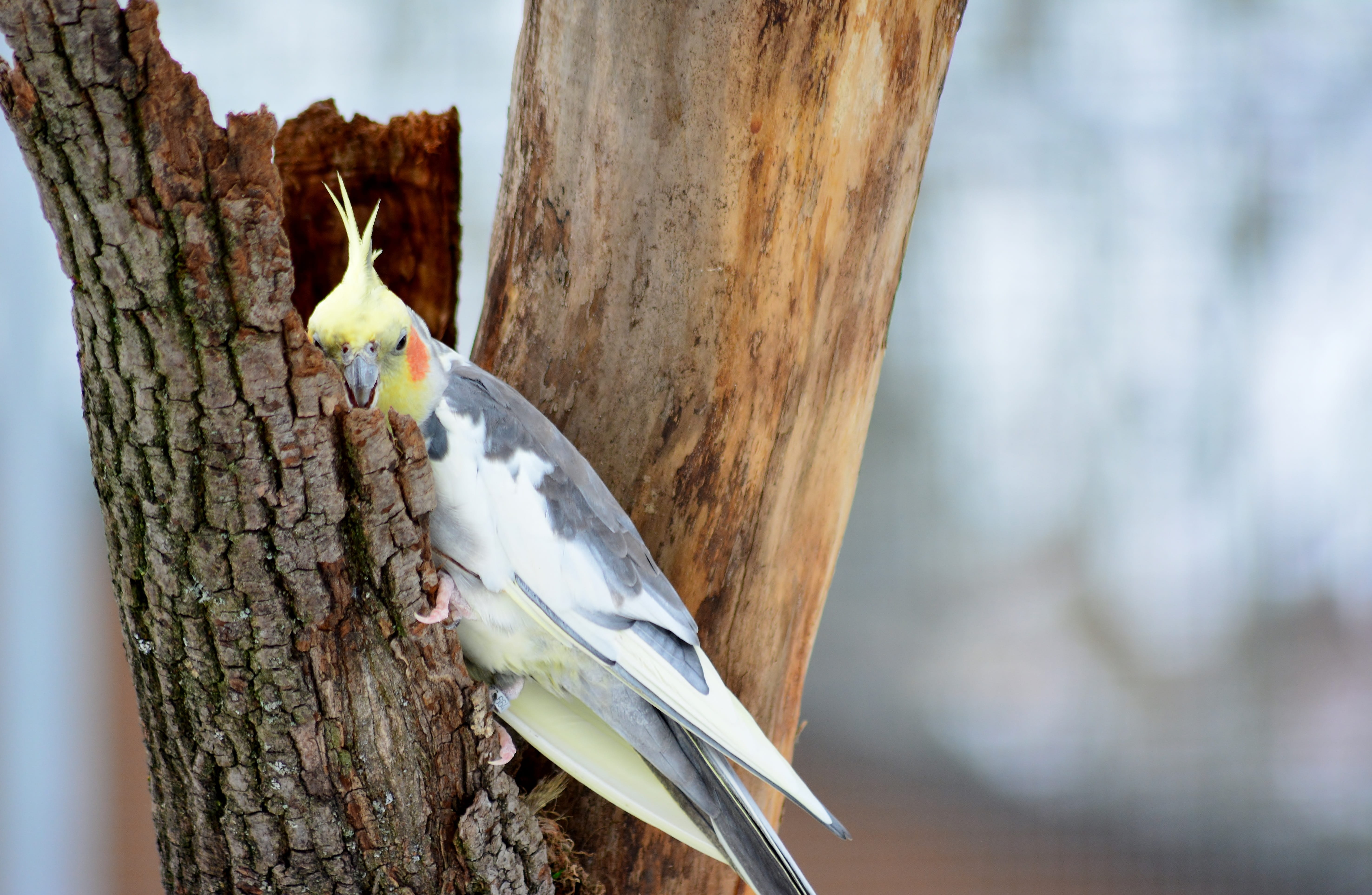 animals in the wild, one animal, cockatiel, animal, woodpecker, 5K, trunk, nature, wood - material, tree, focus on foreground, grey, vertebrate, no people, HD Wallpaper