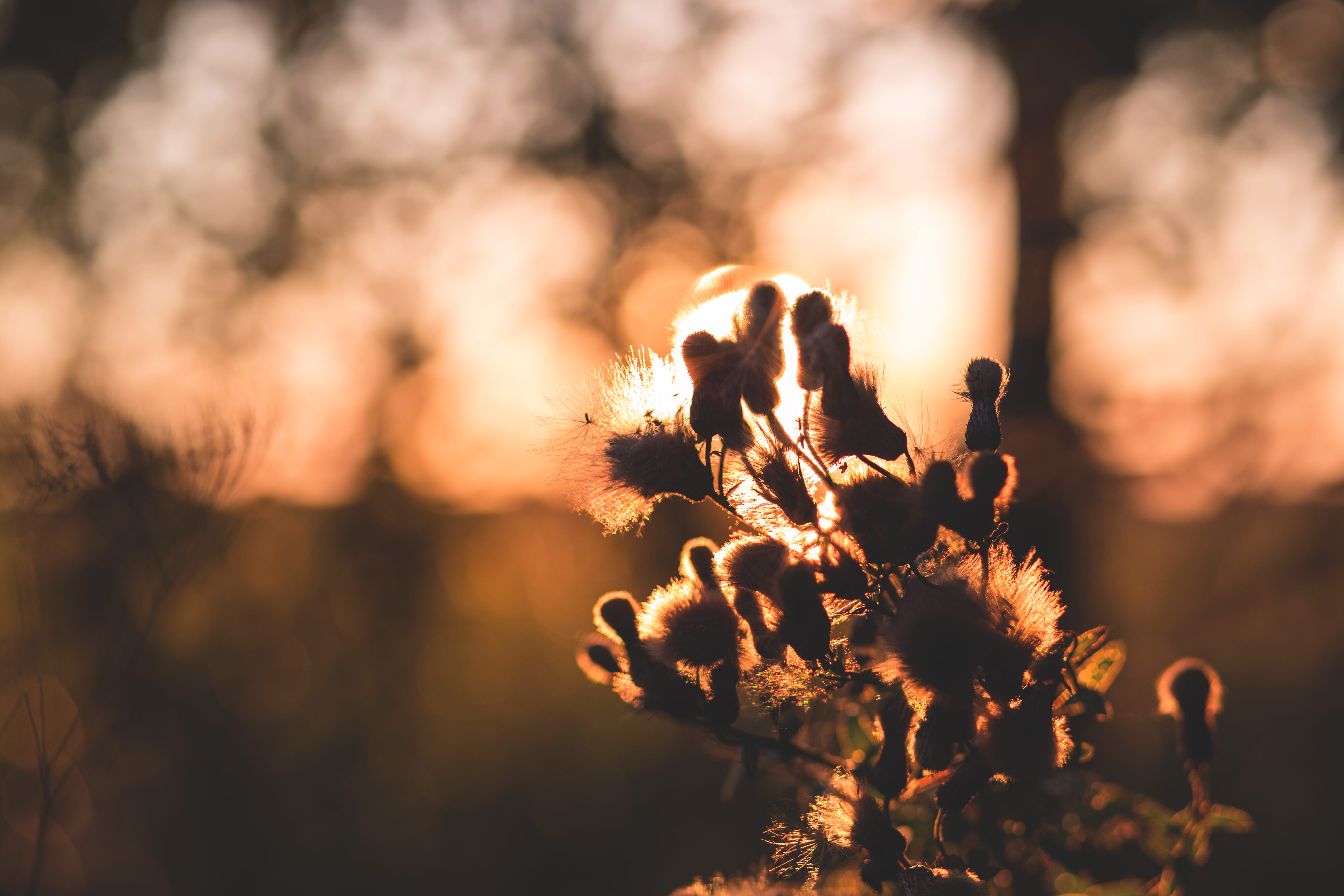 meadow, sky, weed, sun, suchawa, sunny, 5K, close-up, sunlight, sunshine, nature, warm, vulnerability, light, yellow, beauty in nature, growth, background, HD Wallpaper