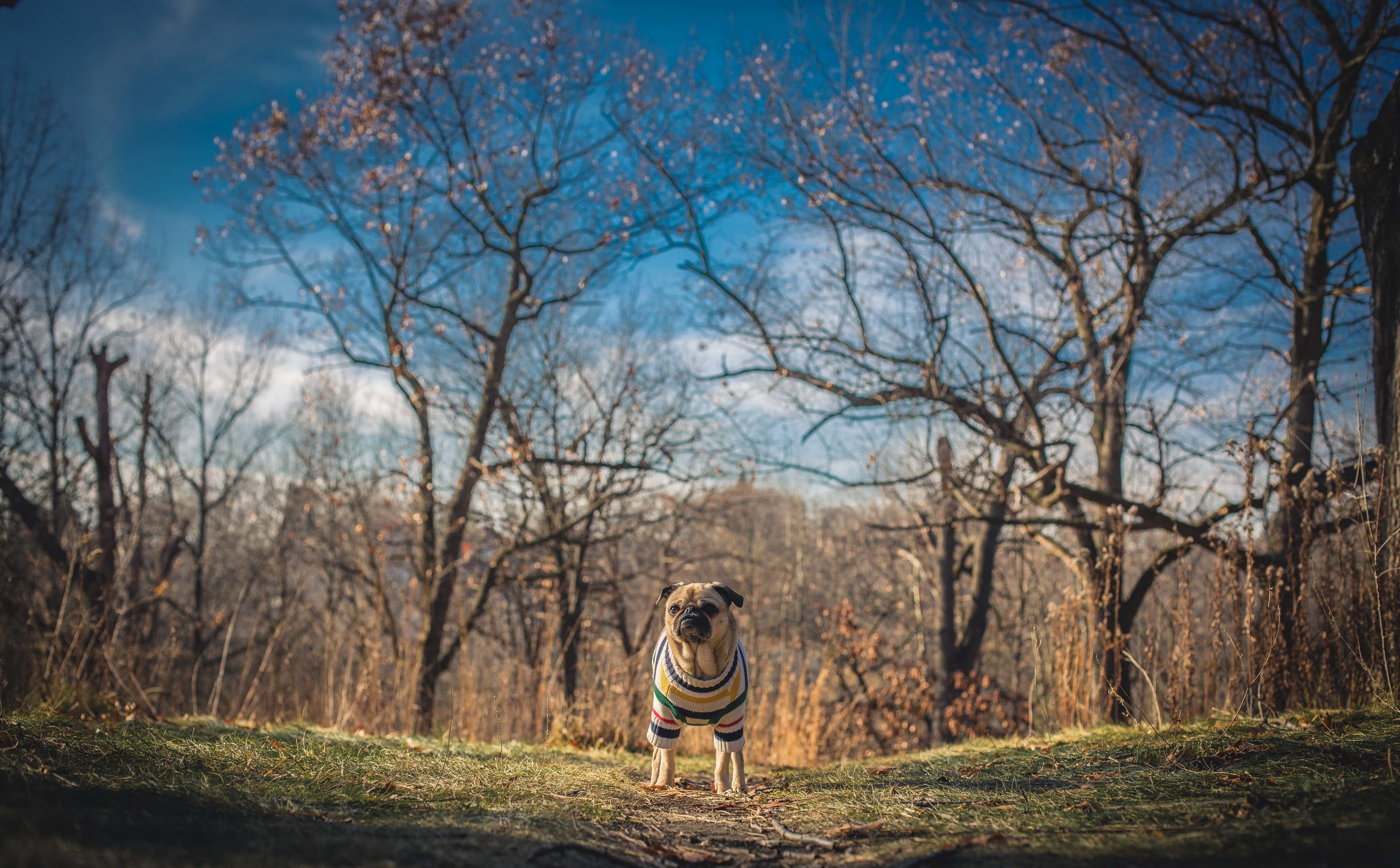 standing, leisure activity, casual clothing, Nature, Trees, Toronto, tree, Pets, day, pug, real people, pugbreed, Dressed, plant, adult, Walking, mammal, HD Wallpaper