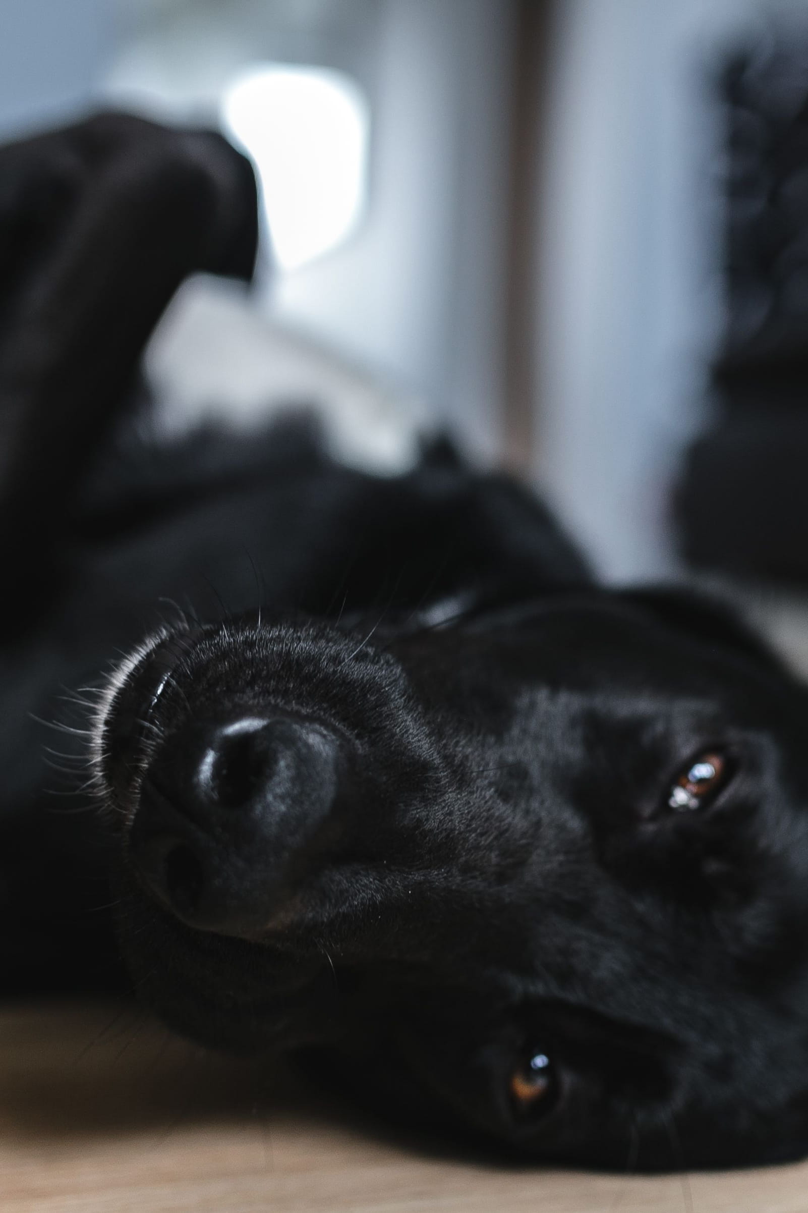 pets, black dog, one animal, Adorable, black Color, animal themes, animal head, cute, black, domestic animals, animal mouth, canine, looking at camera, Phone HD Wallpaper