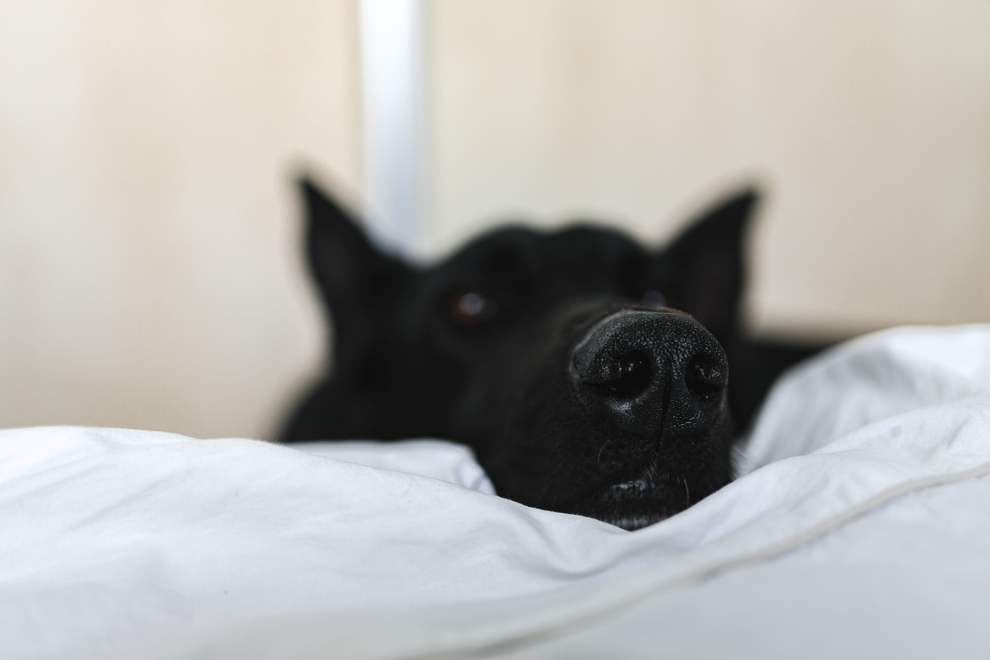 cozy, indoors, 4K, lying Down, animal, pets, domestic room, furniture, relaxation, no people, bedroom, cute, black color, small, bed, mammal, canine, selective focus, HD Wallpaper