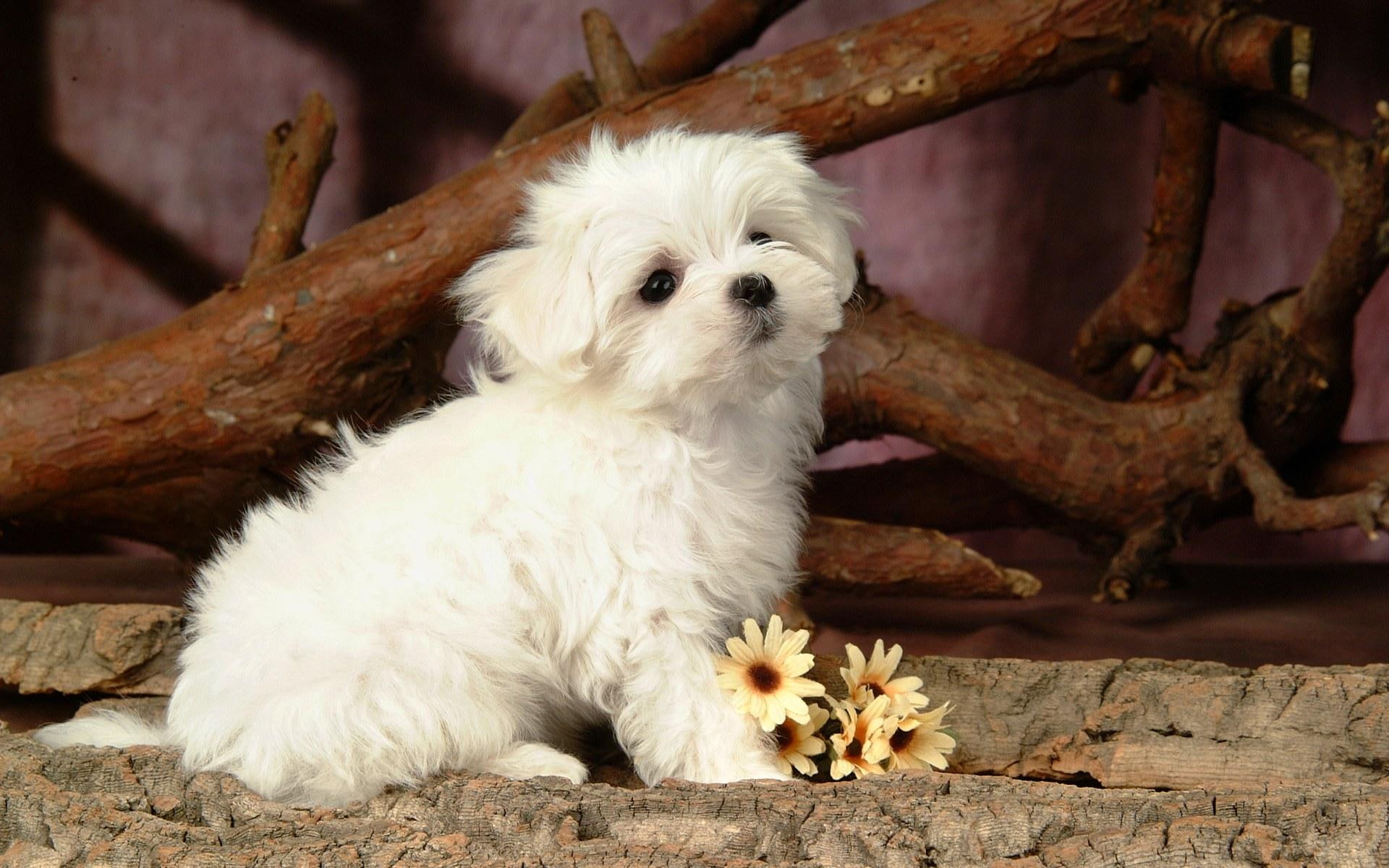 1080P, green, lovely, white, funny, animals, entertainment, puppy, cute, abstract, dog, other, HD Wallpaper