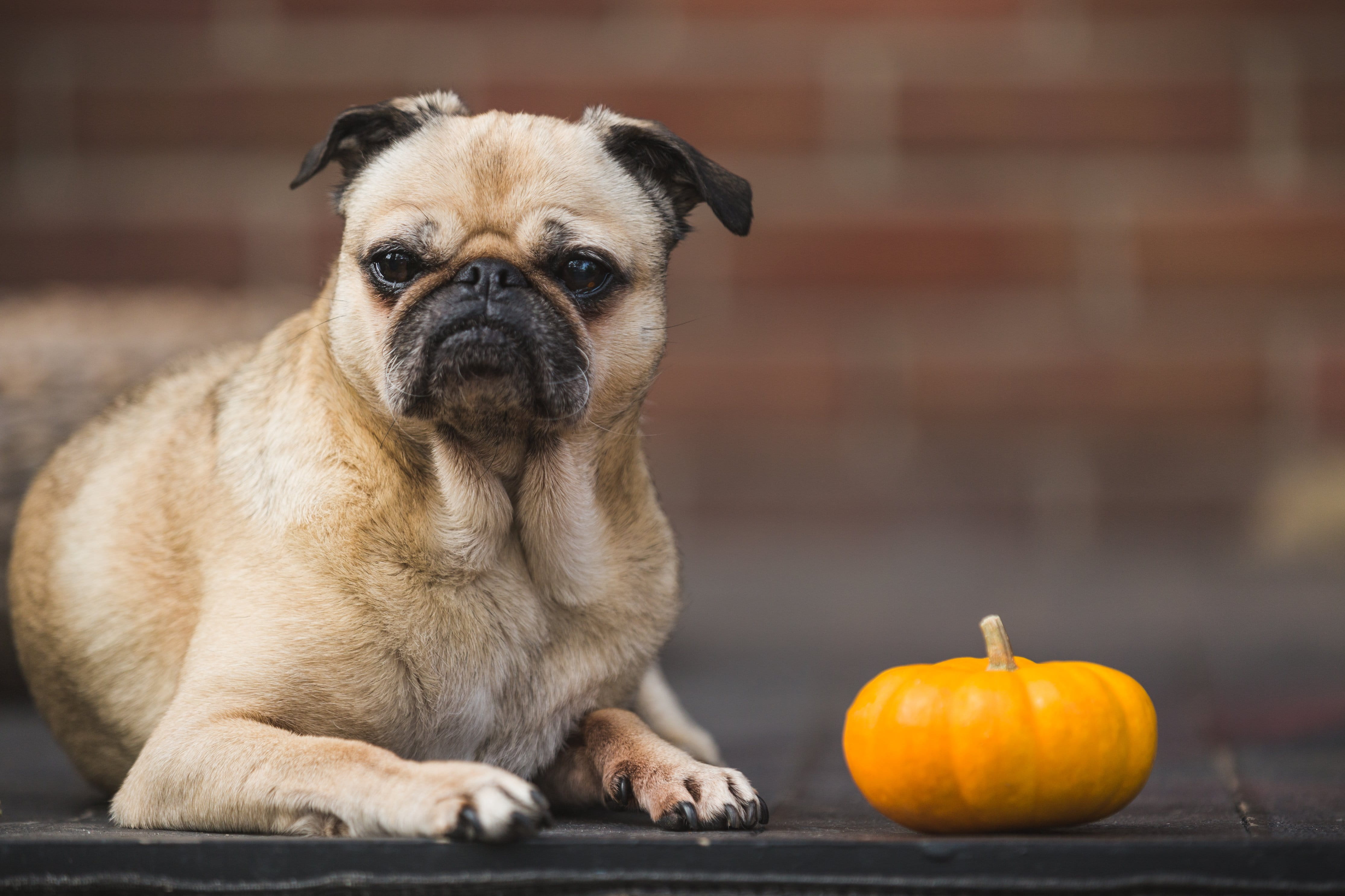 one animal, Fun, animal themes, domestic, Pets, lap dog, mammal, food and drink, looking at camera, Dogs, Pumpkin, dog, 4K, portrait, animal head, Pug, HD Wallpaper