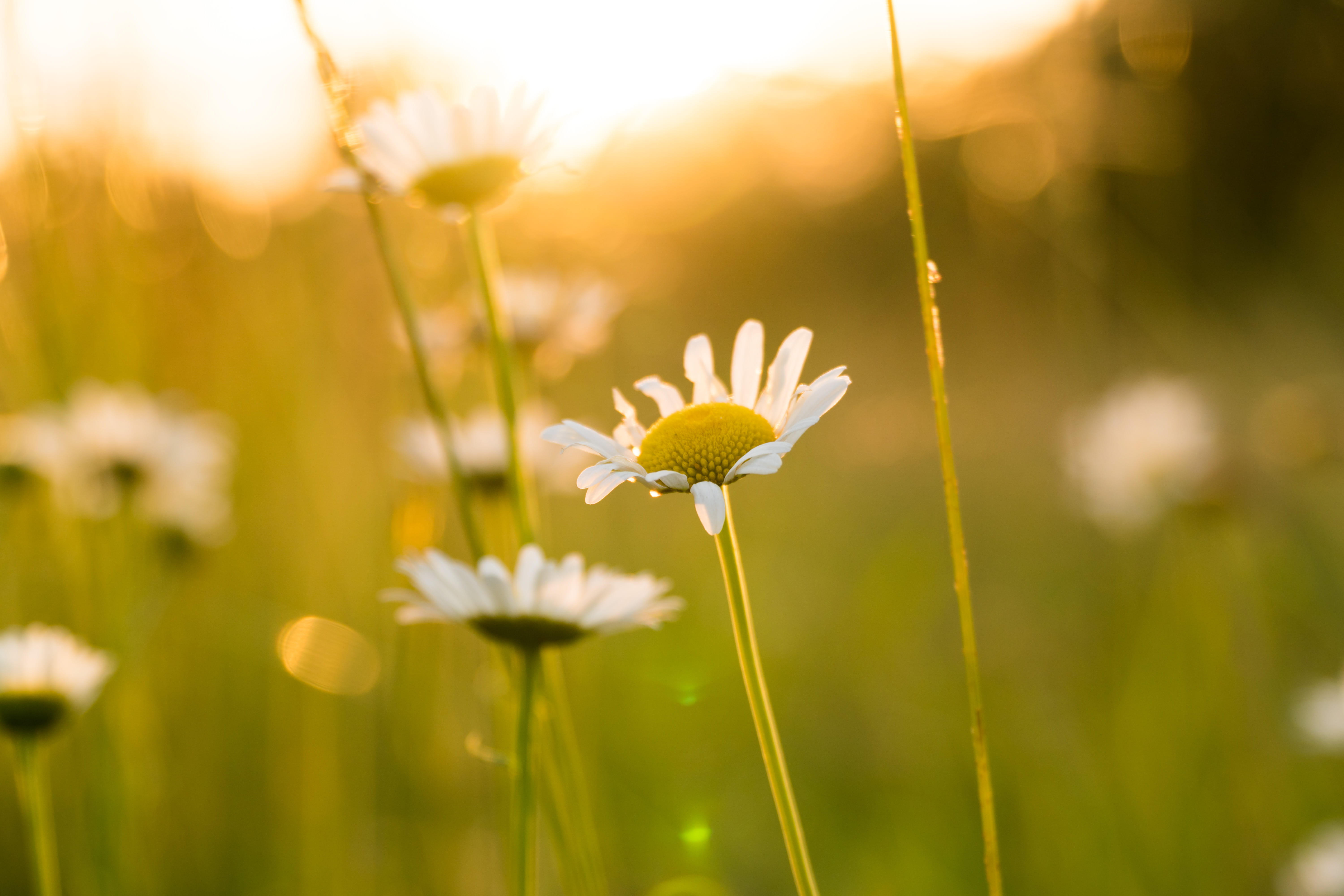 chamomile Plant, sunlight, inflorescence, in bloom, sunset, depth, land, petal, summer, yellow, wildflower, flower head, growth, daisy, plant stem, rural Scene, HD Wallpaper