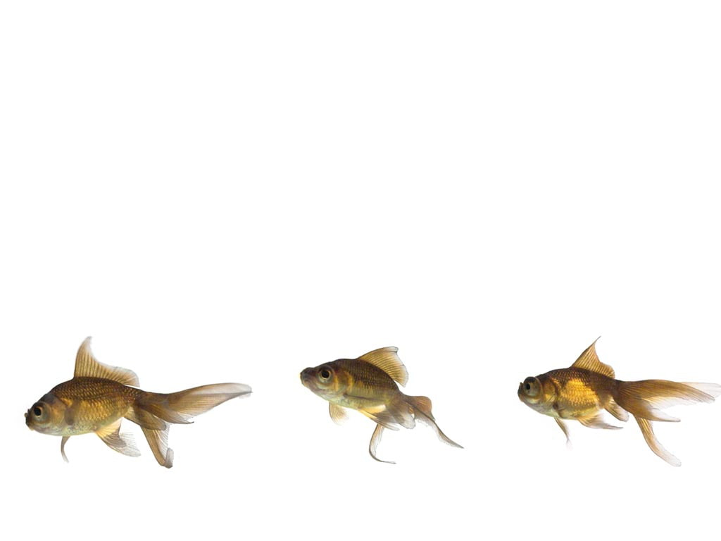 hd, wise, animals, 480P, art, FISH, HD Wallpaper