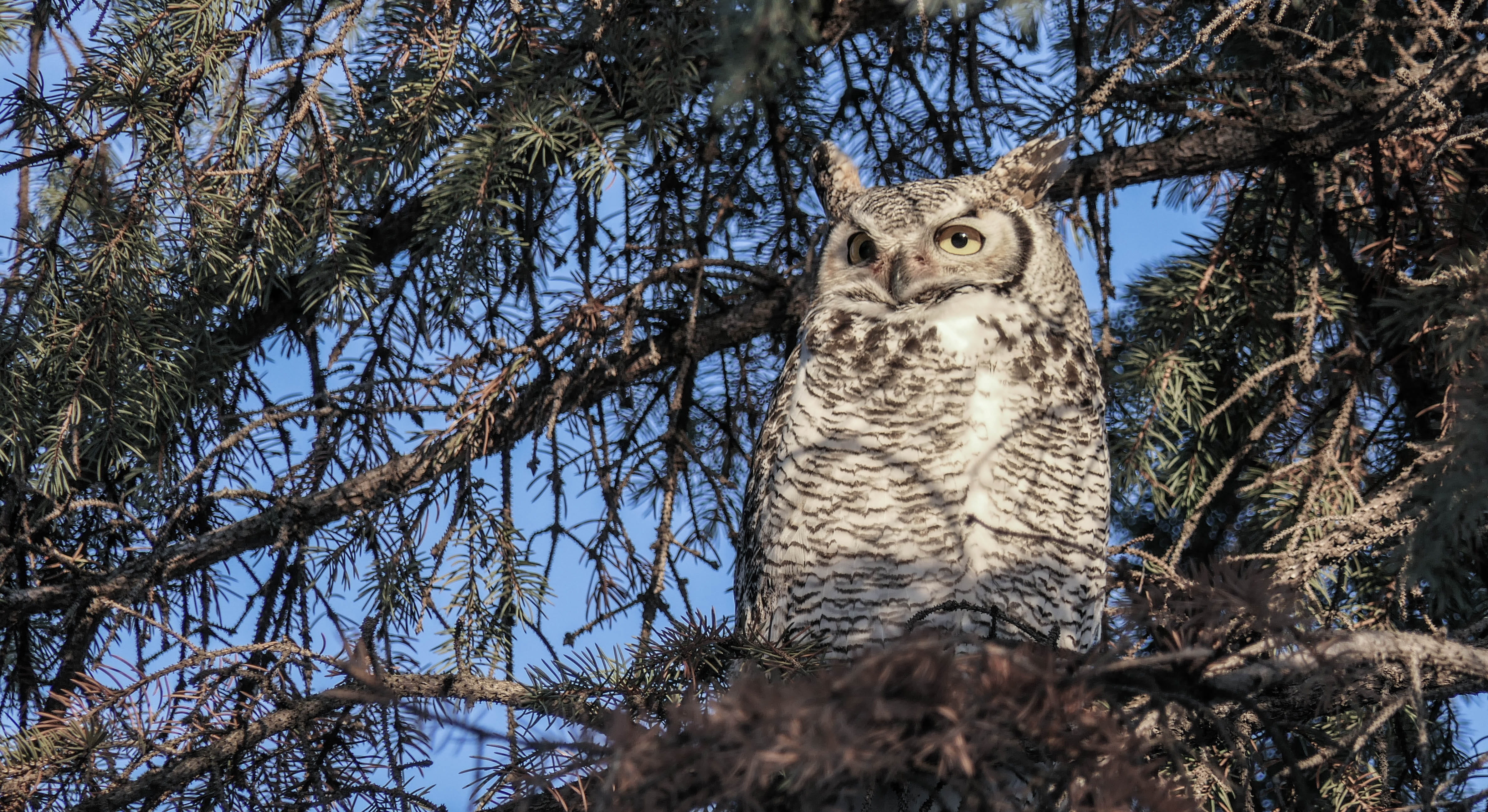 animal head, looking, owl, squirrel, 4K, animal wildlife, animals in the wild, plant, one animal, animal, whisker, wide eyes, vertebrate, tree, branch, HD Wallpaper
