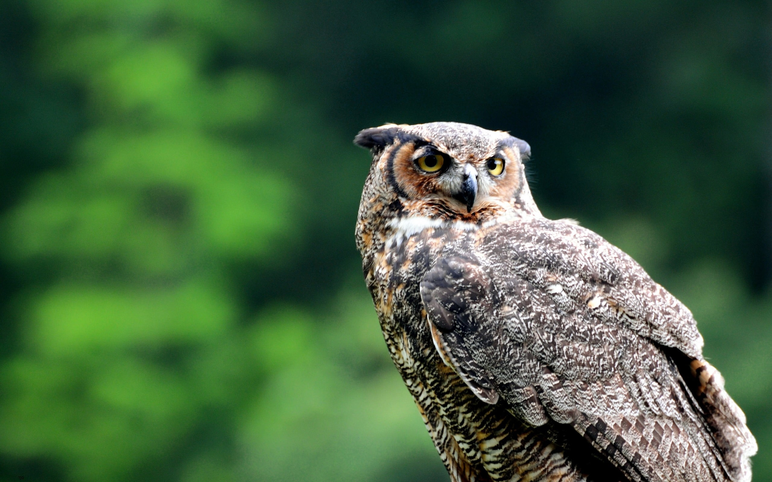 outdoors, animal themes, close-up, one animal, profile view, animals in the wild, animal wildlife, wise, no people, bird of prey, 2K, vertebrate, owl, HD Wallpaper