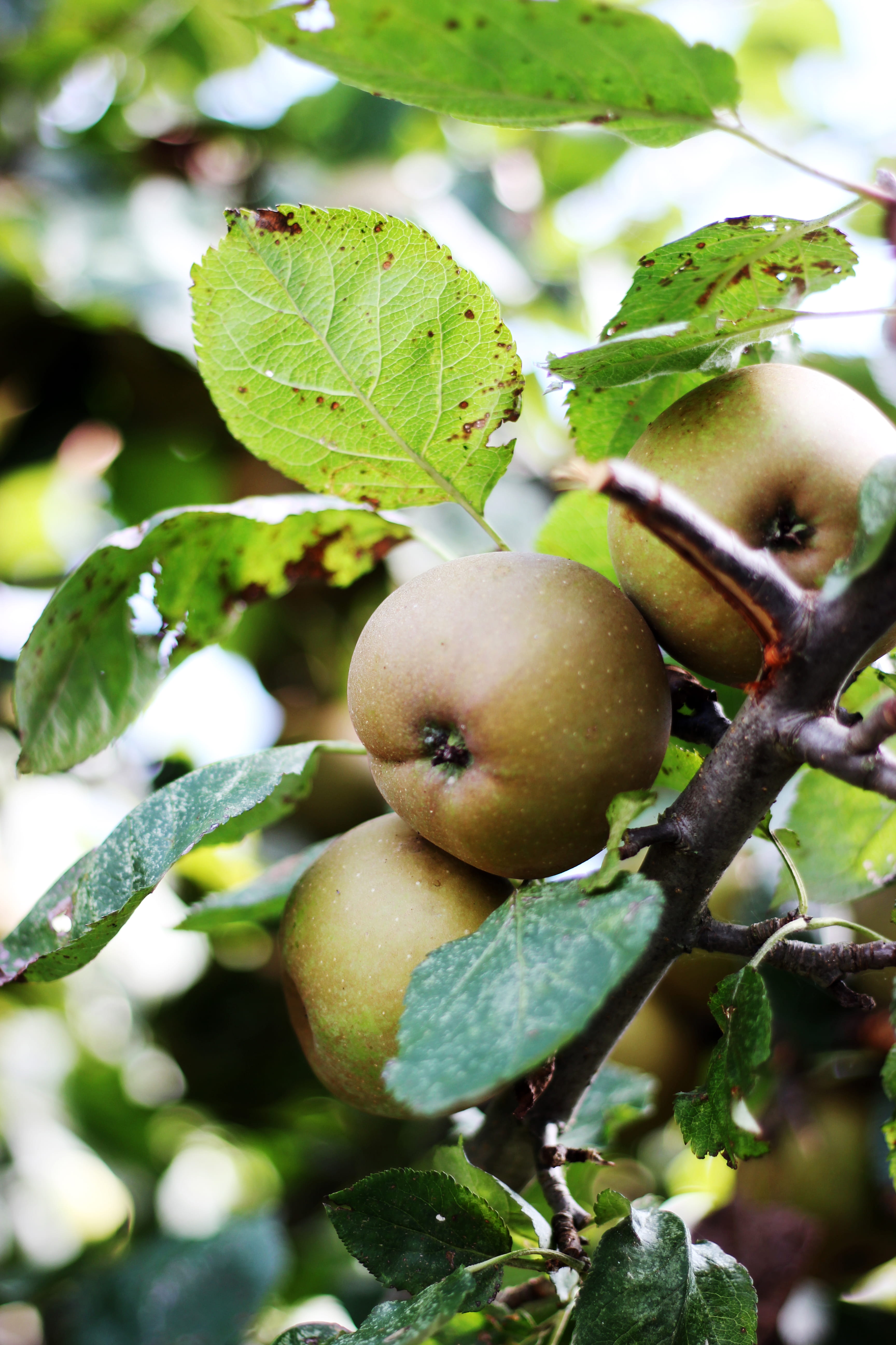 boom, food, close-up, ripe, day, apple, focus on foreground, food and drink, 5K, tree, freshness, appel, autumn, healthy eating, outdoors, wellbeing, herfst, Phone HD Wallpaper