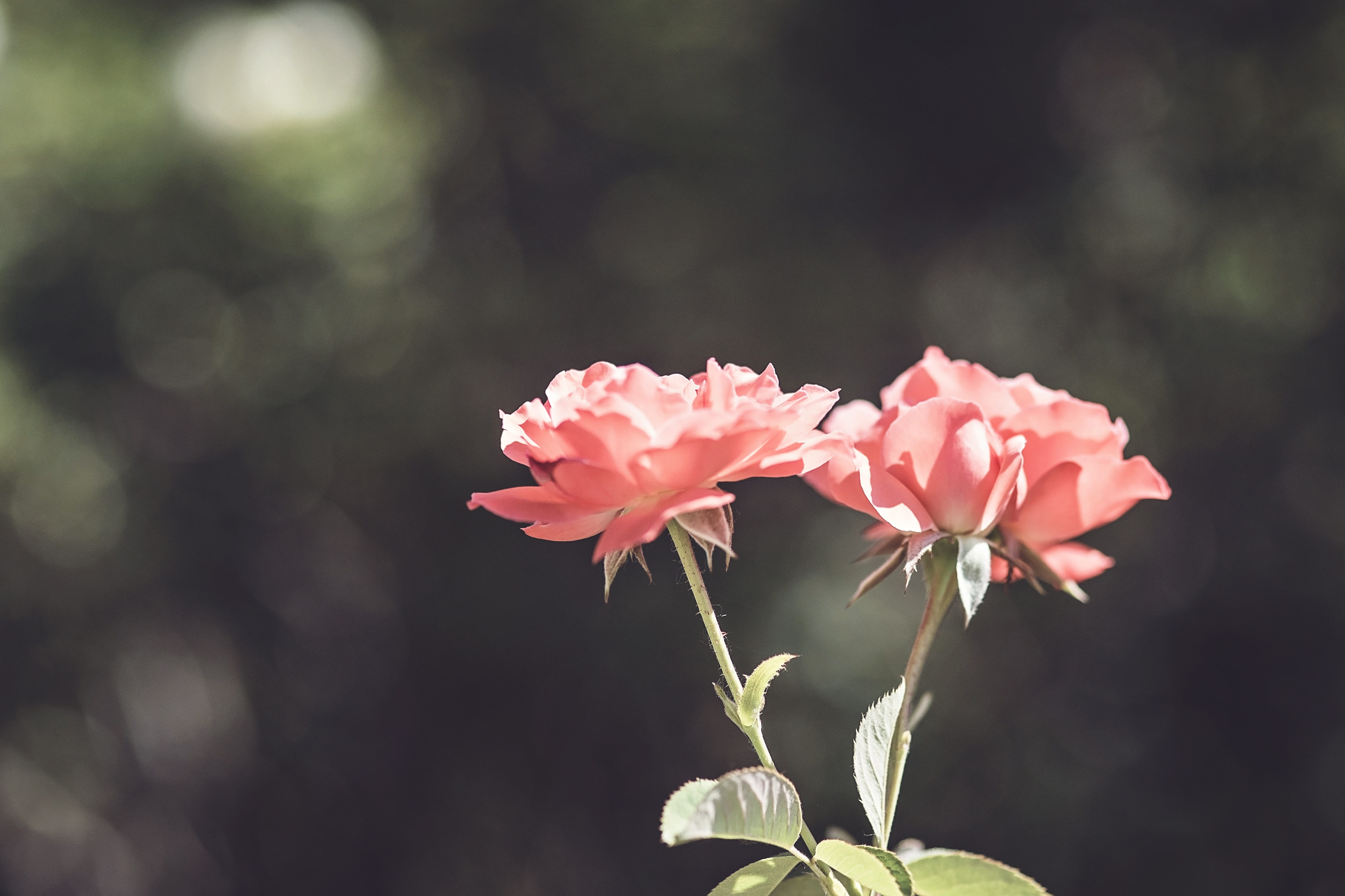 romantic, flower head, flowers, duo, fun, greeting, beauty in nature, light, celebration, two, floral, no people, rose bud, romance, happy, bouquet, pink, HD Wallpaper